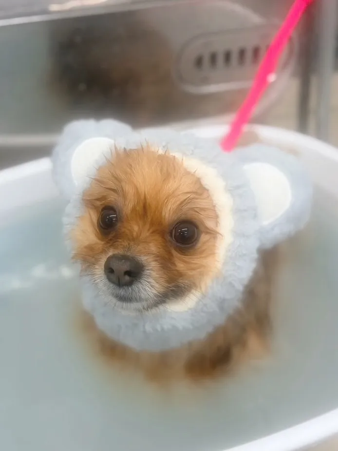 ୨୧ ∴トリミングサロン∴ ୨୧