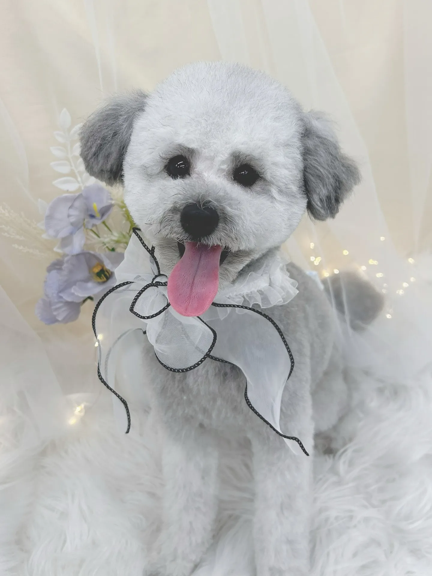 ୨୧ ∴トリミングサロン∴ ୨୧