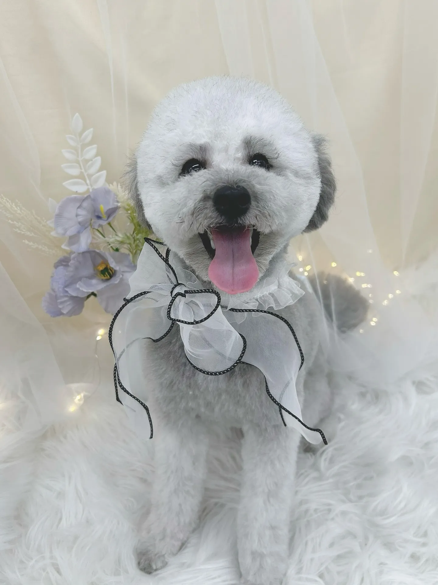 ୨୧ ∴トリミングサロン∴ ୨୧