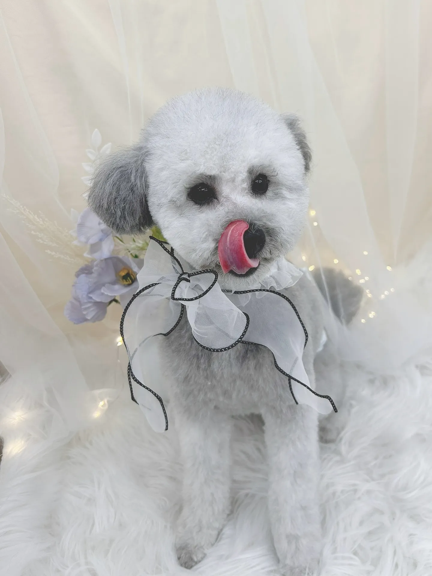 ୨୧ ∴トリミングサロン∴ ୨୧