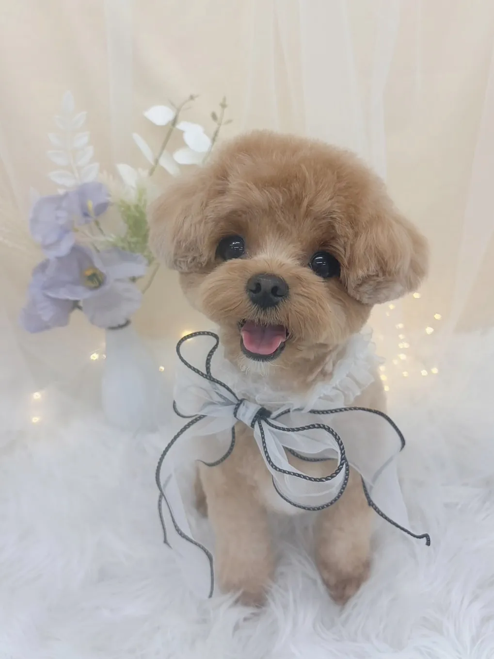 ୨୧ ∴トリミングサロン∴ ୨୧