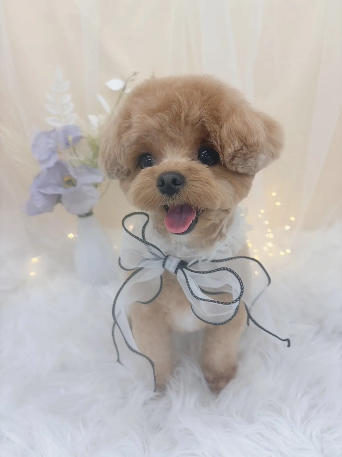 ୨୧ ∴トリミングサロン∴ ୨୧