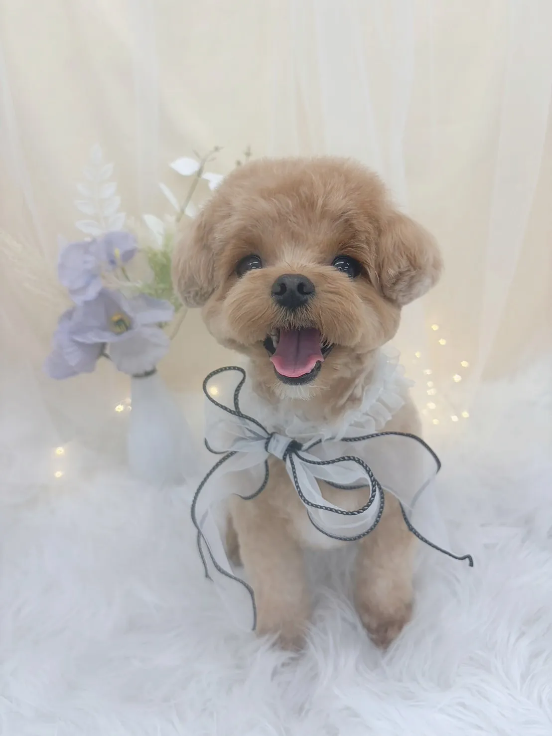 ୨୧ ∴トリミングサロン∴ ୨୧