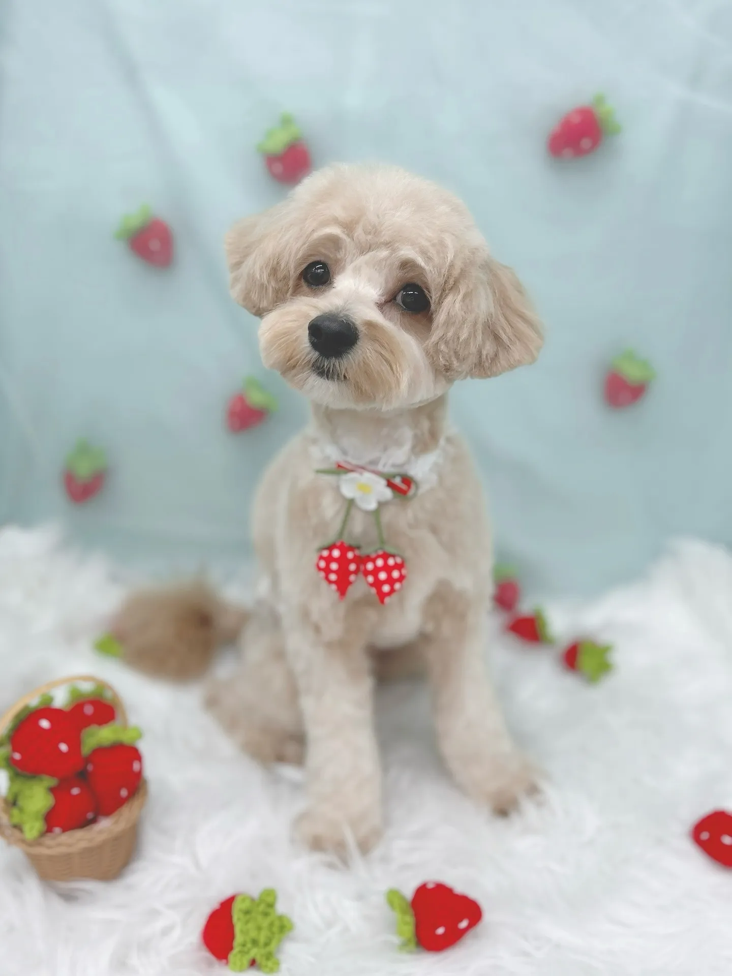 ୨୧ ∴トリミングサロン∴ ୨୧