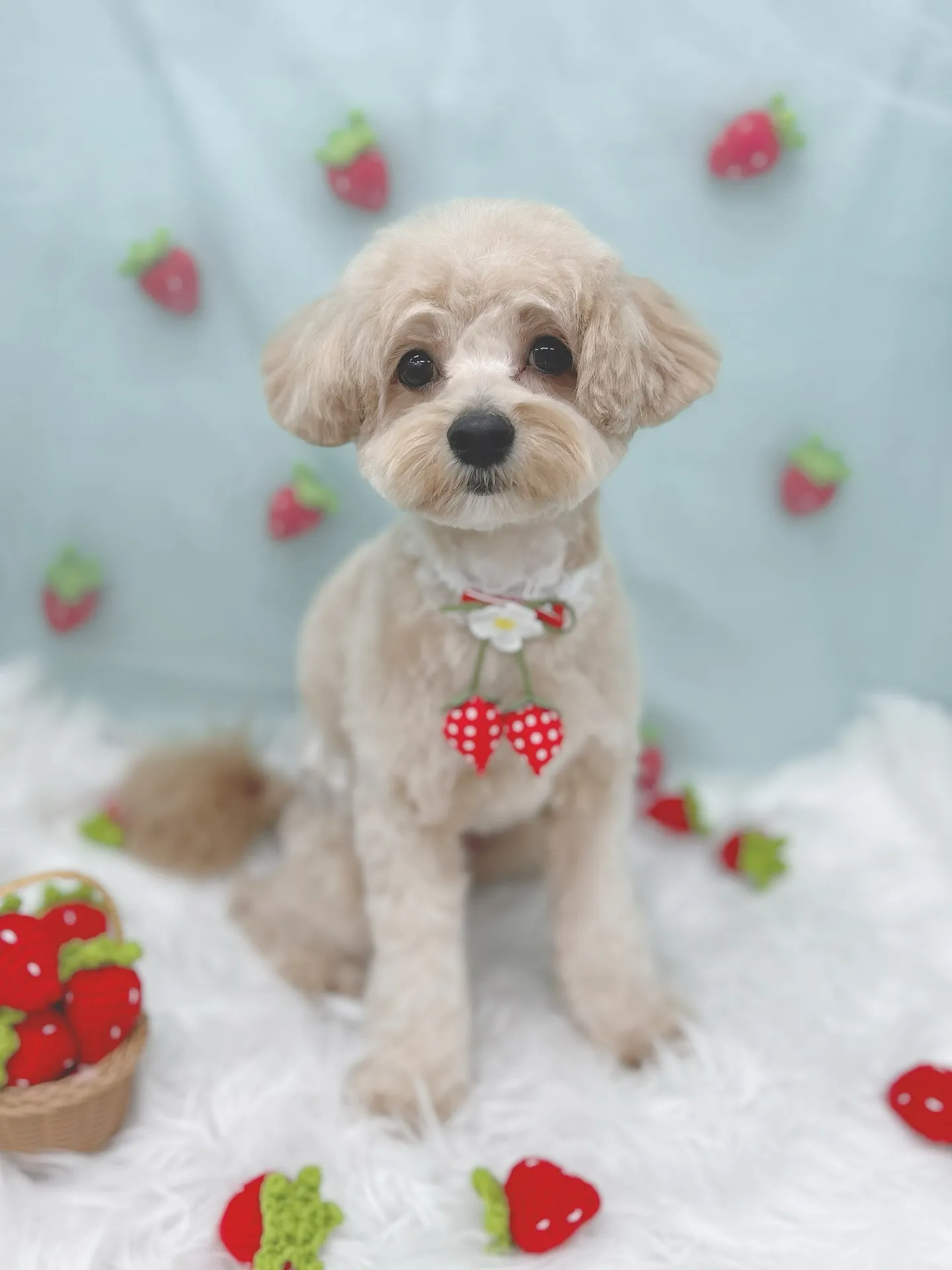 ୨୧ ∴トリミングサロン∴ ୨୧