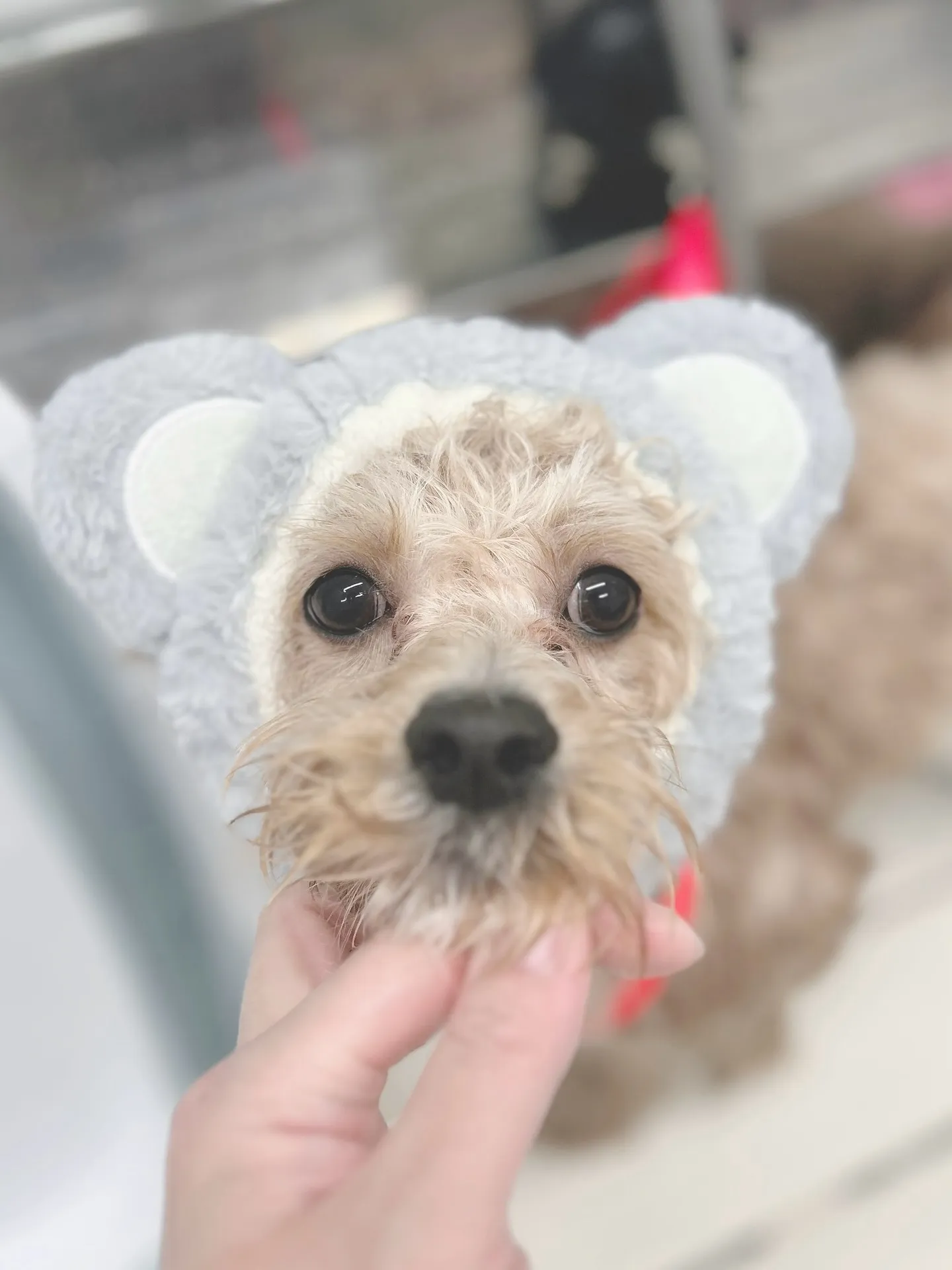 ୨୧ ∴トリミングサロン∴ ୨୧