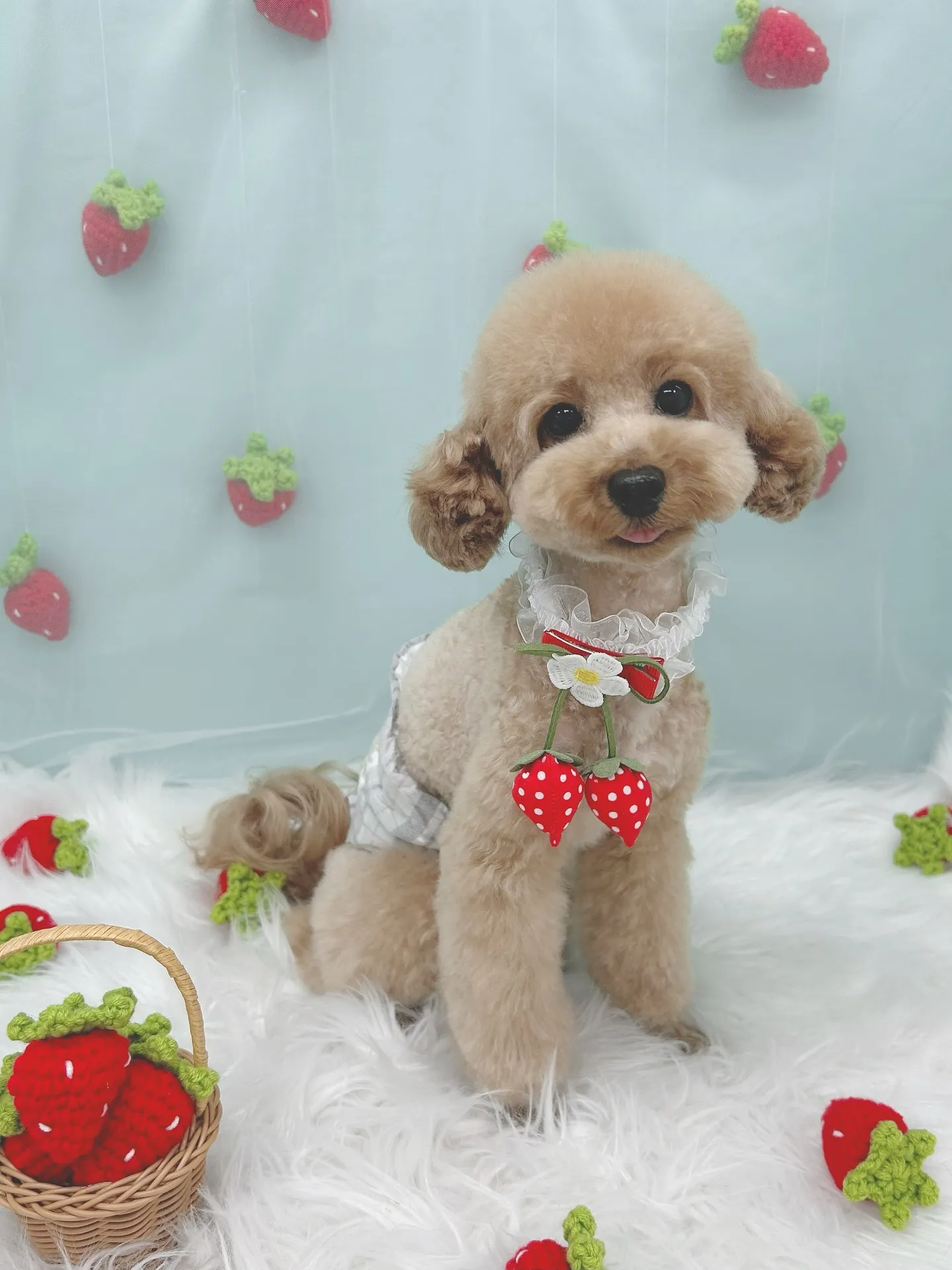 ୨୧ ∴ペットサロン∴ ୨୧ 