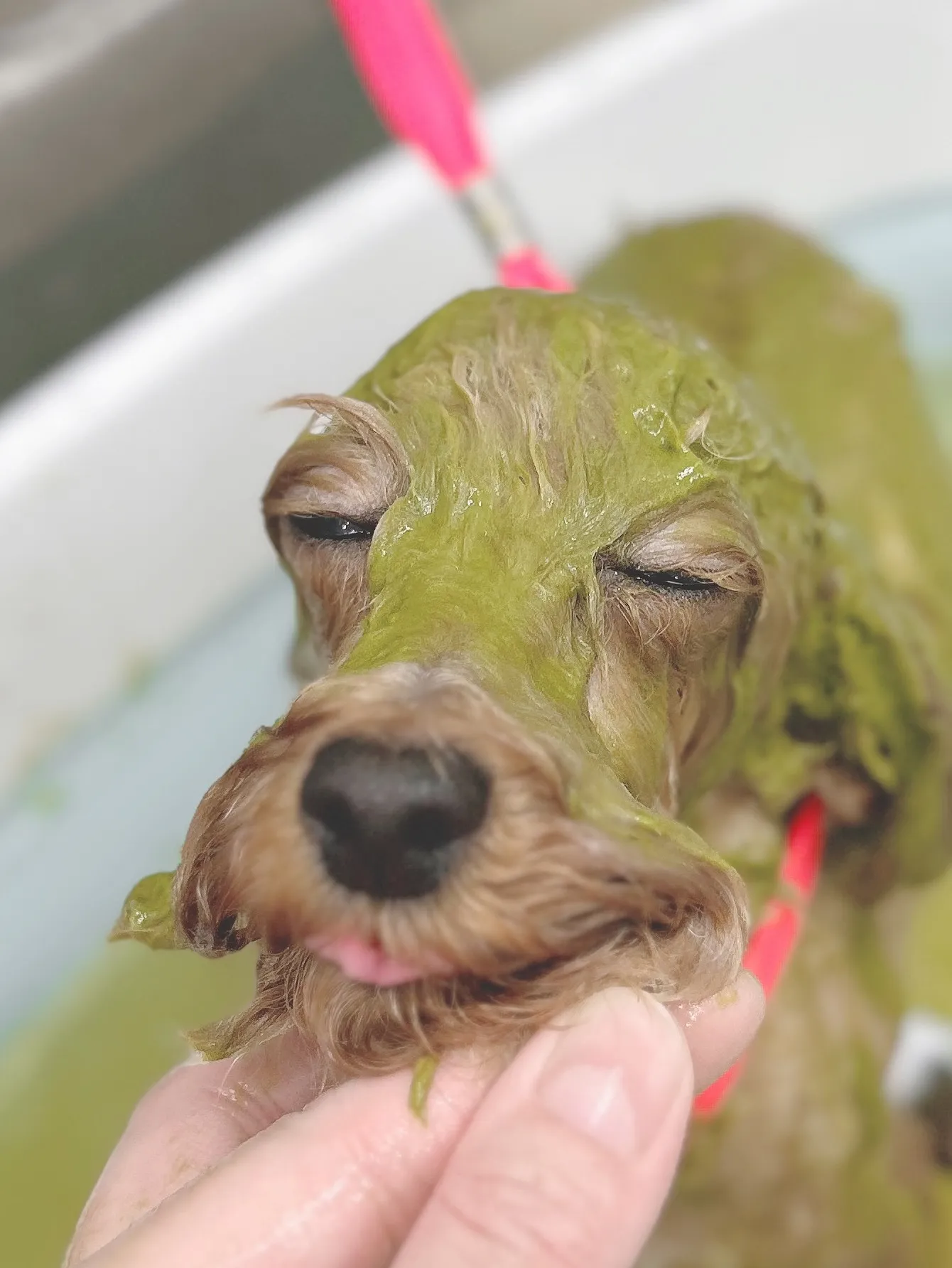 ୨୧ ∴ペットサロン∴ ୨୧ 