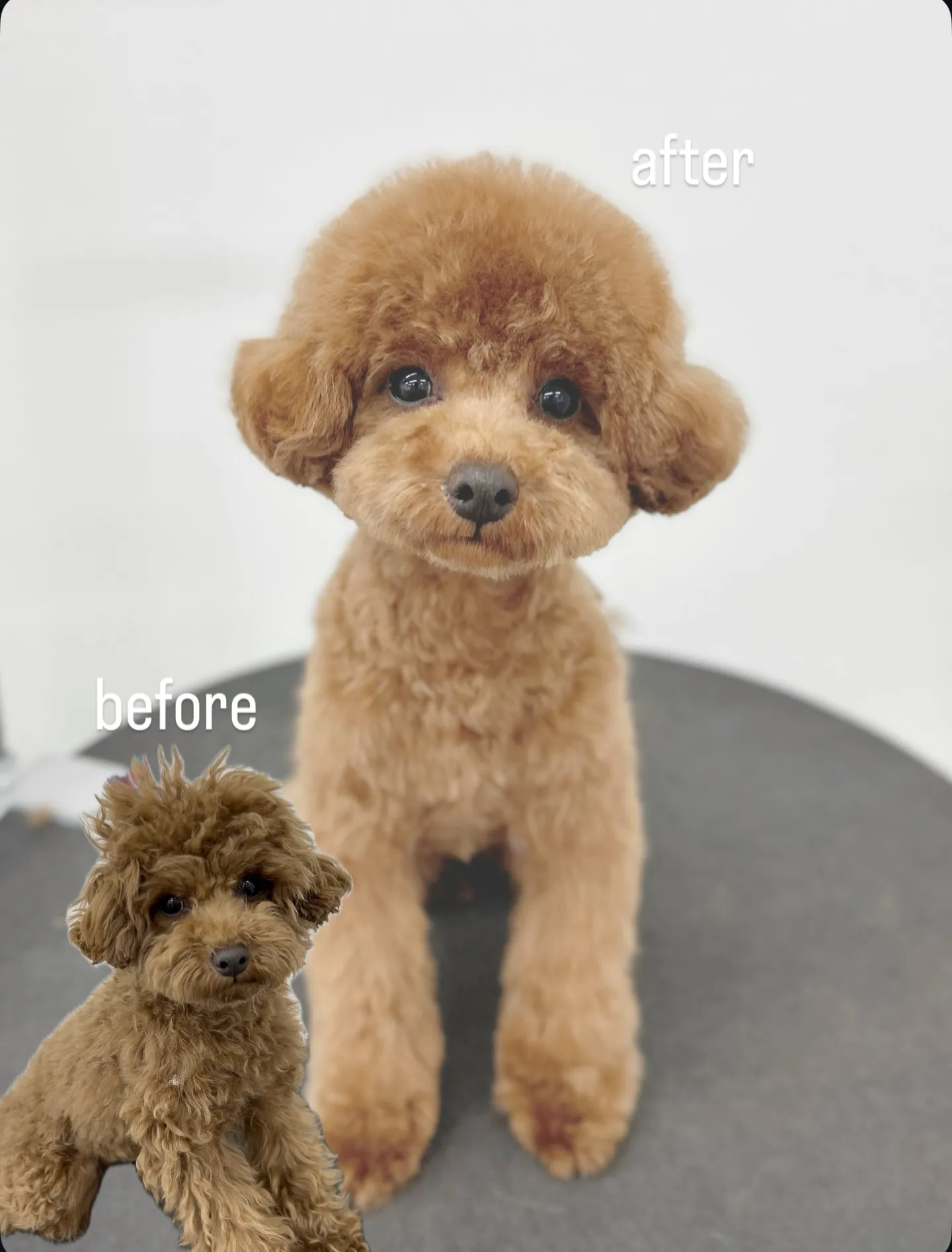 ୨୧ ∴ペットサロン∴ ୨୧