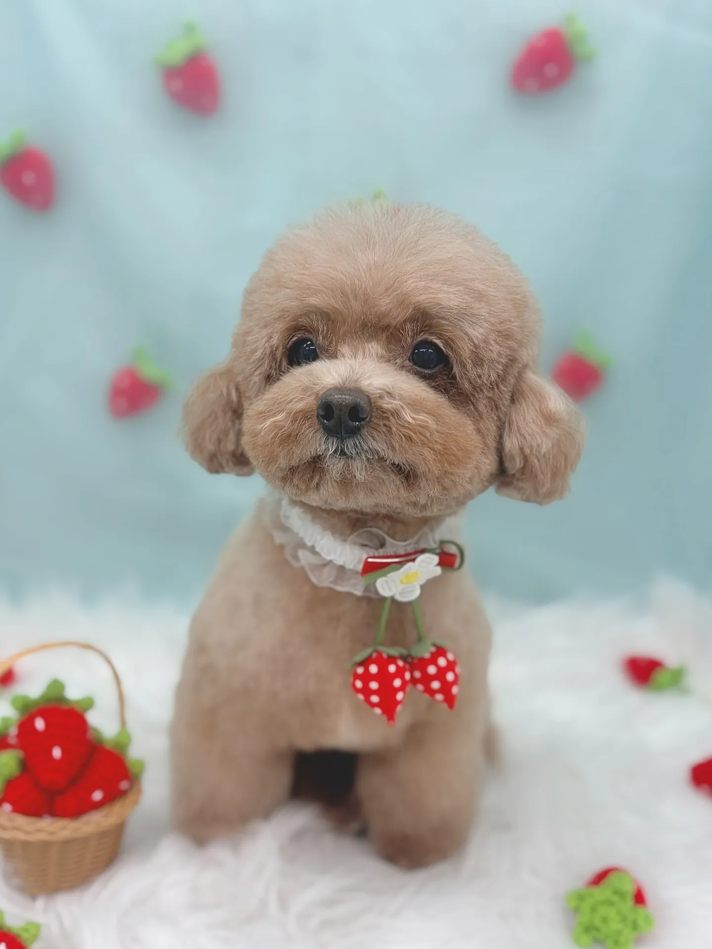 ୨୧ ∴ペットサロン∴ ୨୧