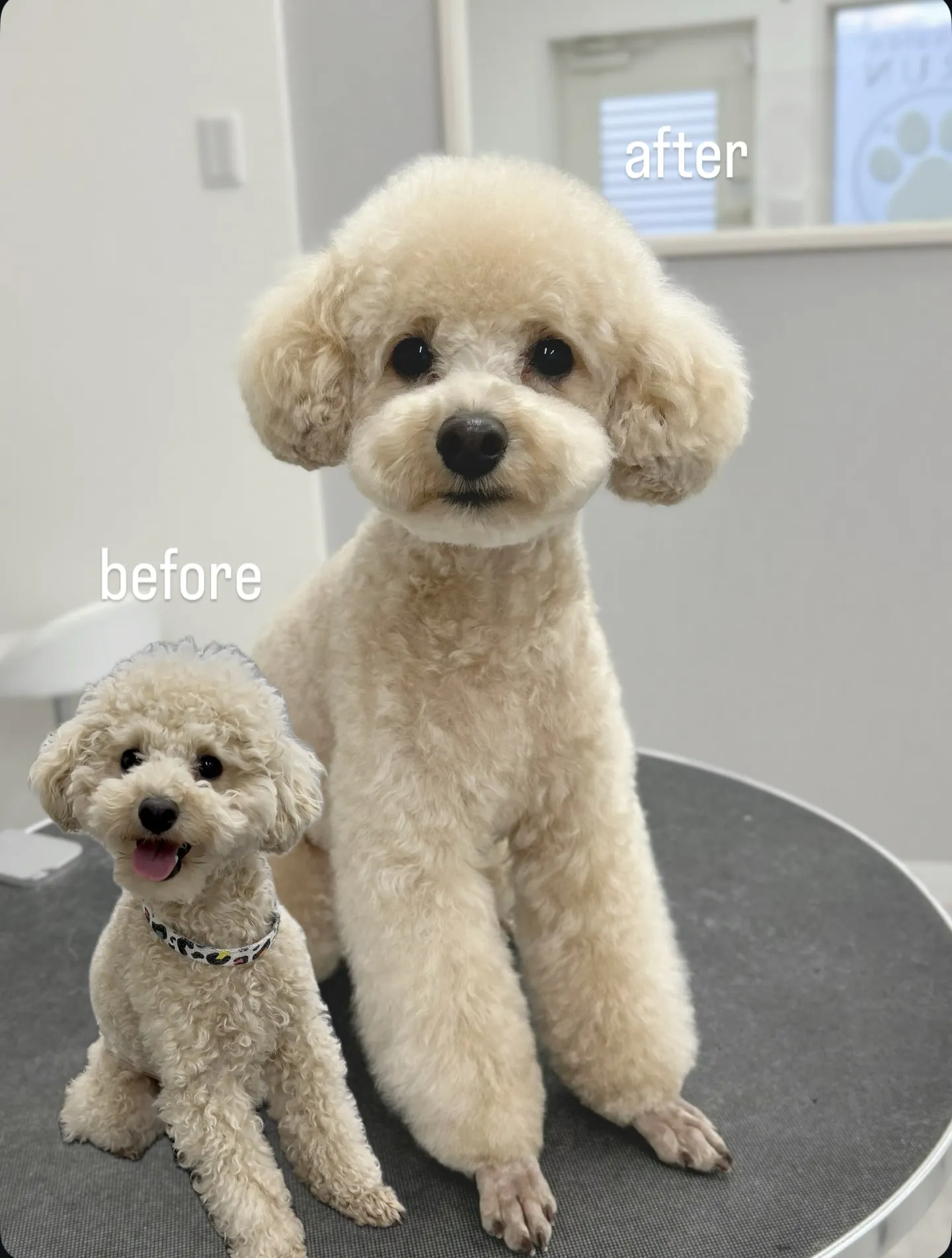 ୨୧ ∴ペットサロン∴ ୨୧