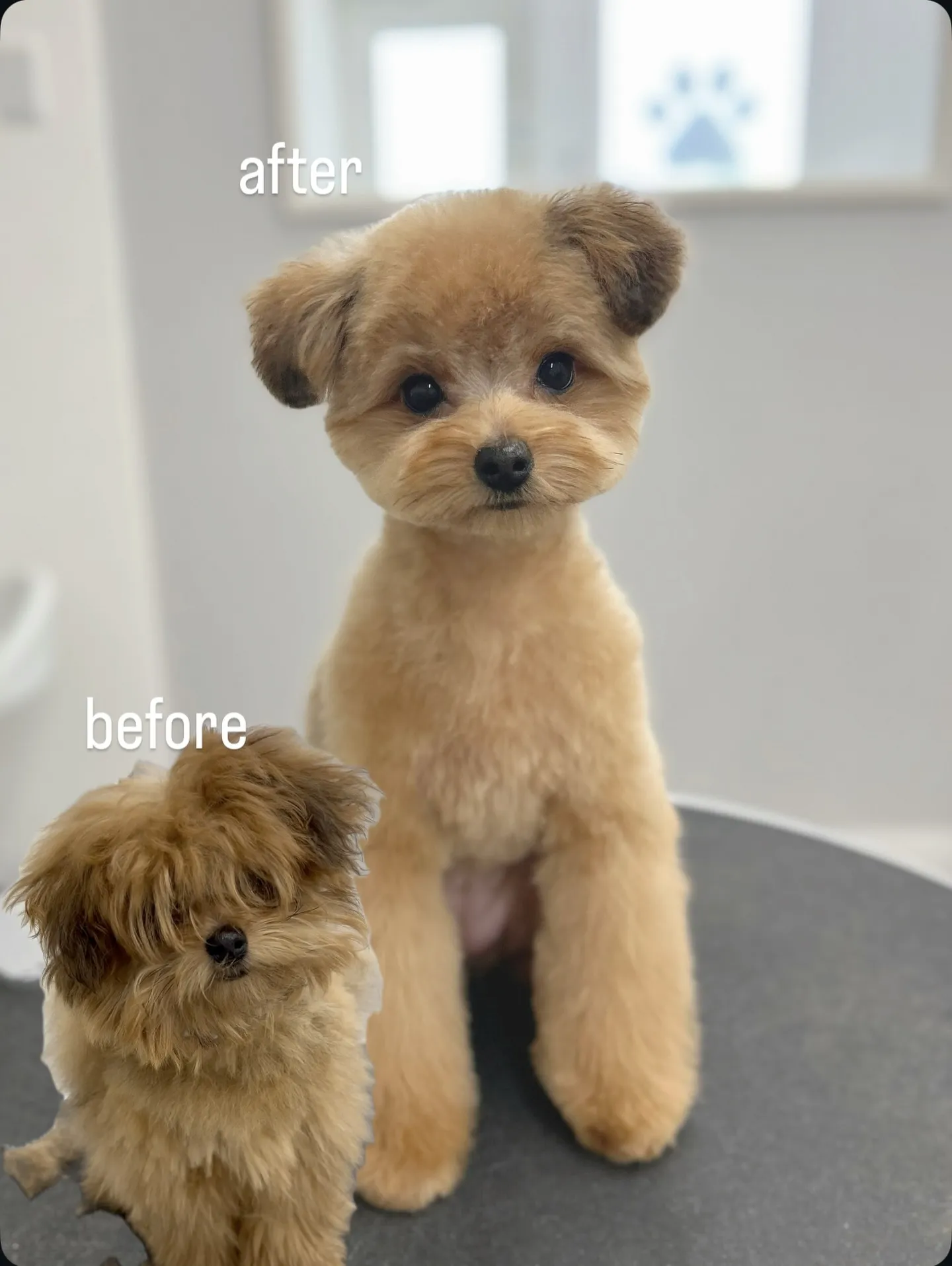 ୨୧ ∴ペットサロン∴ ୨୧ 