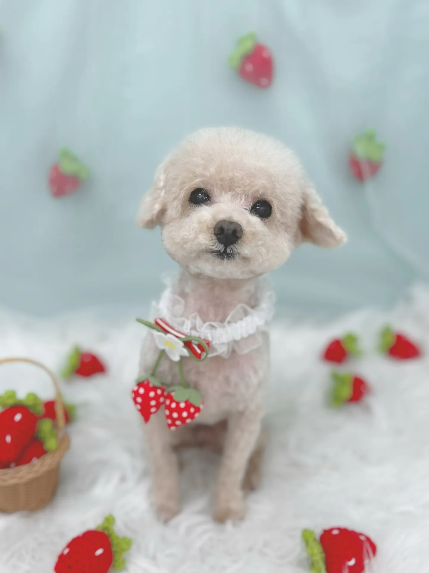 ୨୧ ∴トリミングサロン∴ ୨୧