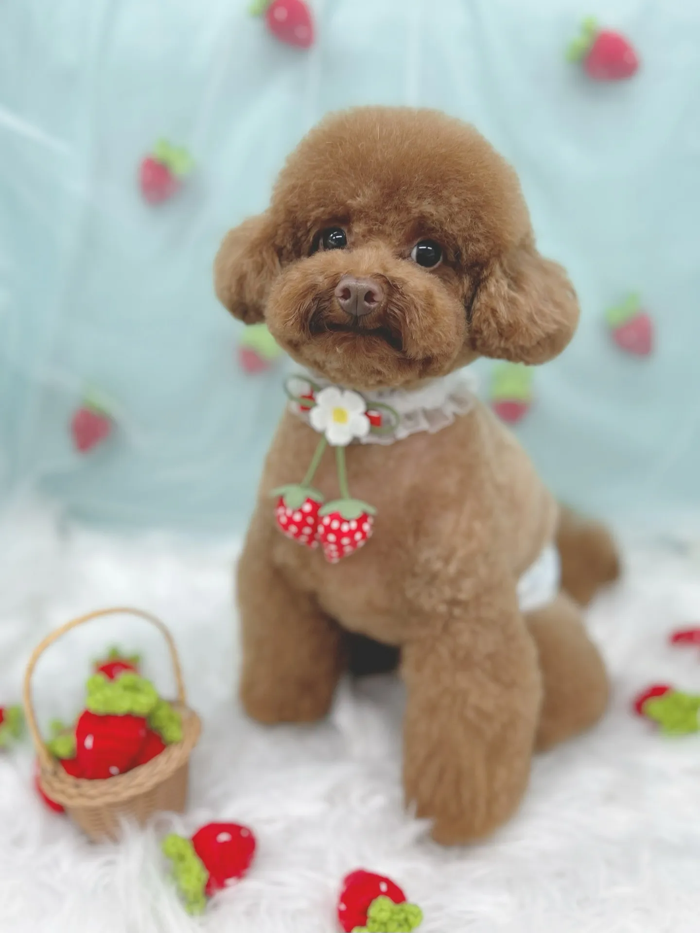 ୨୧ ∴トリミングサロン∴ ୨୧