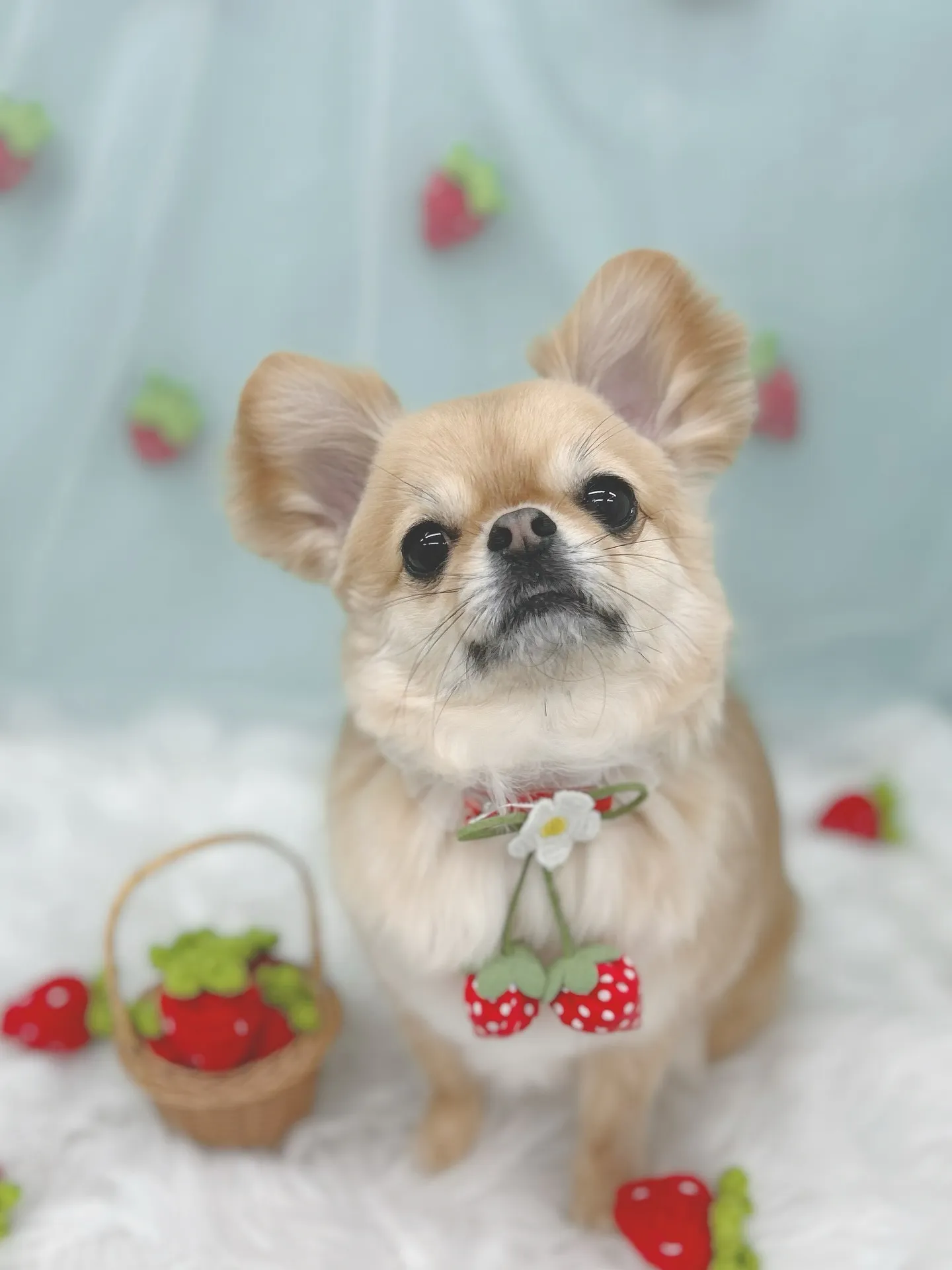 ୨୧ ∴ペットサロン∴ ୨୧ 