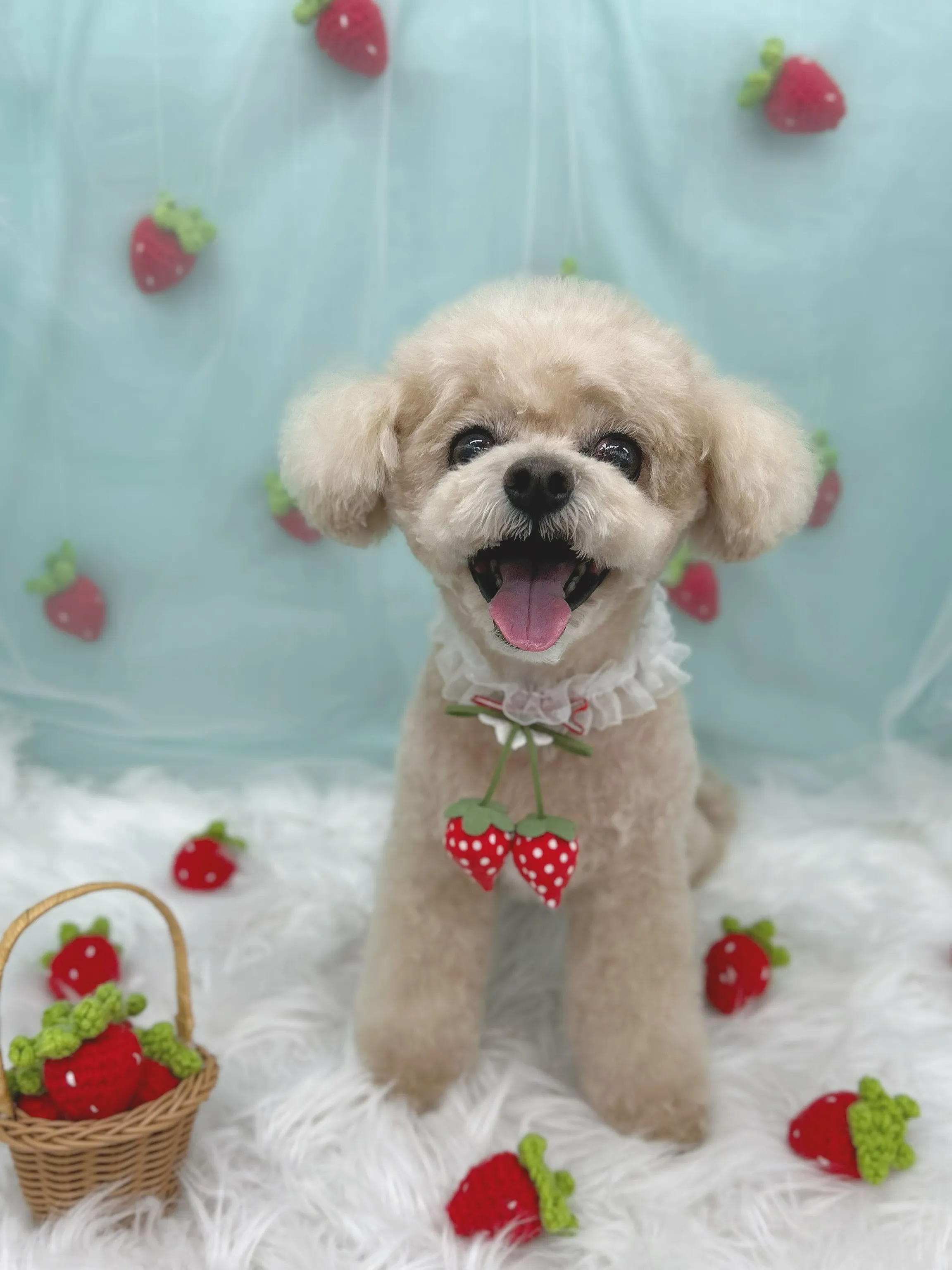 ୨୧ ∴ペットサロン∴ ୨୧ 