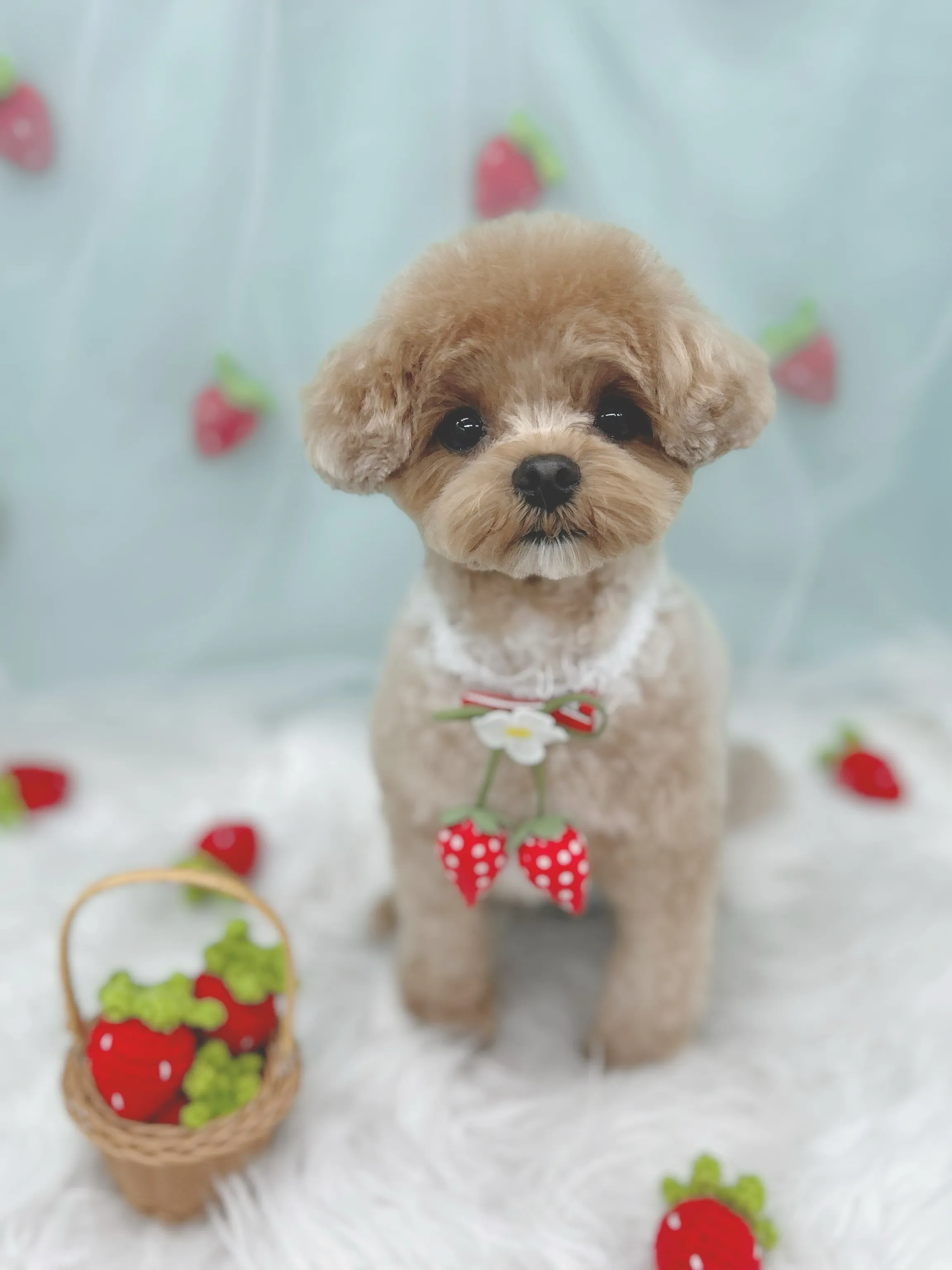 ୨୧ ∴ペットサロン∴ ୨୧ 