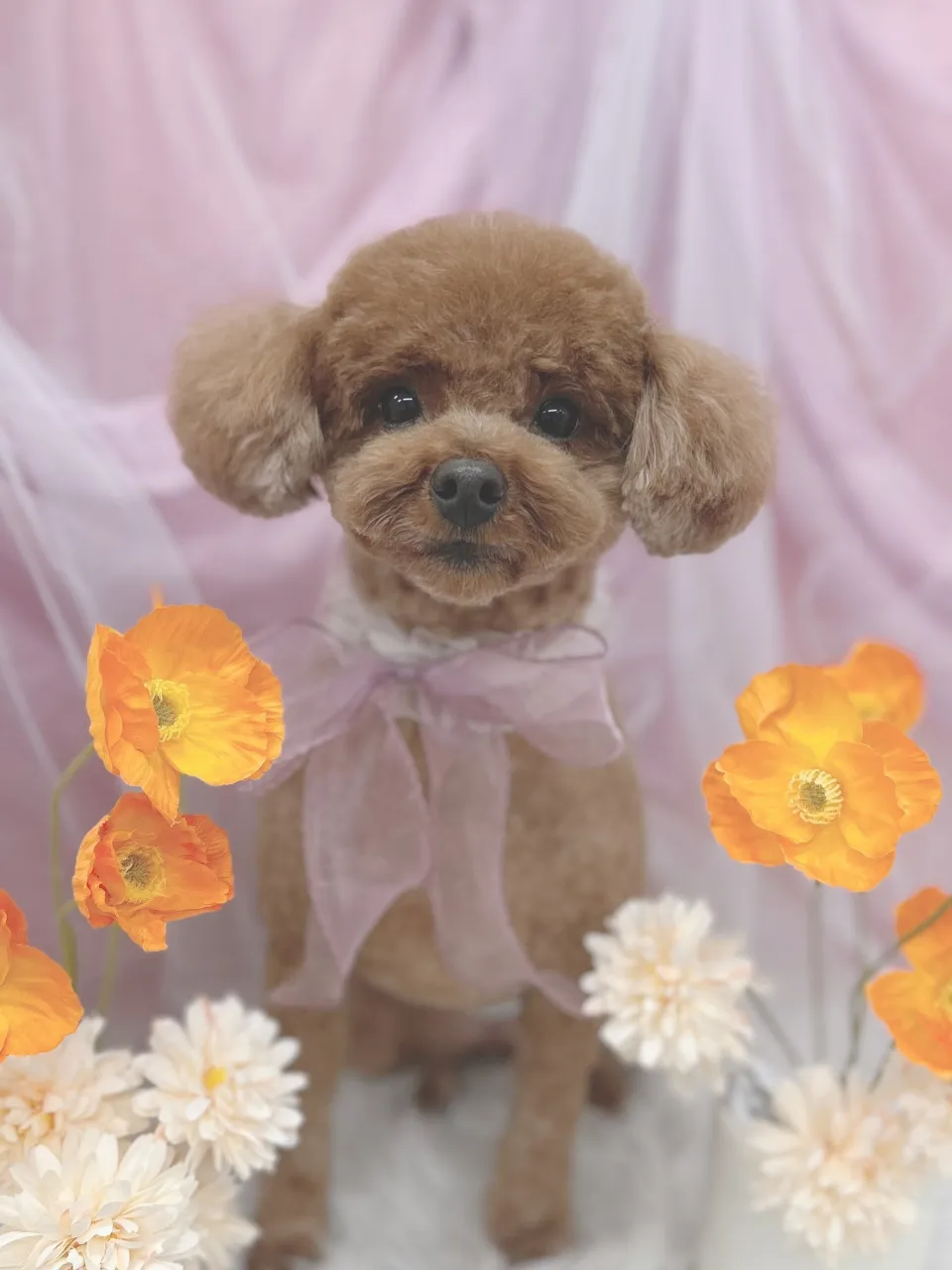 ୨୧ ∴トリミングサロン∴ ୨୧