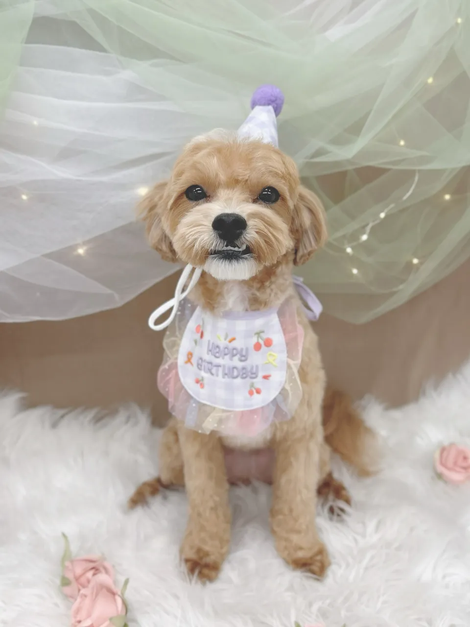 ୨୧ペットサロン୨୧