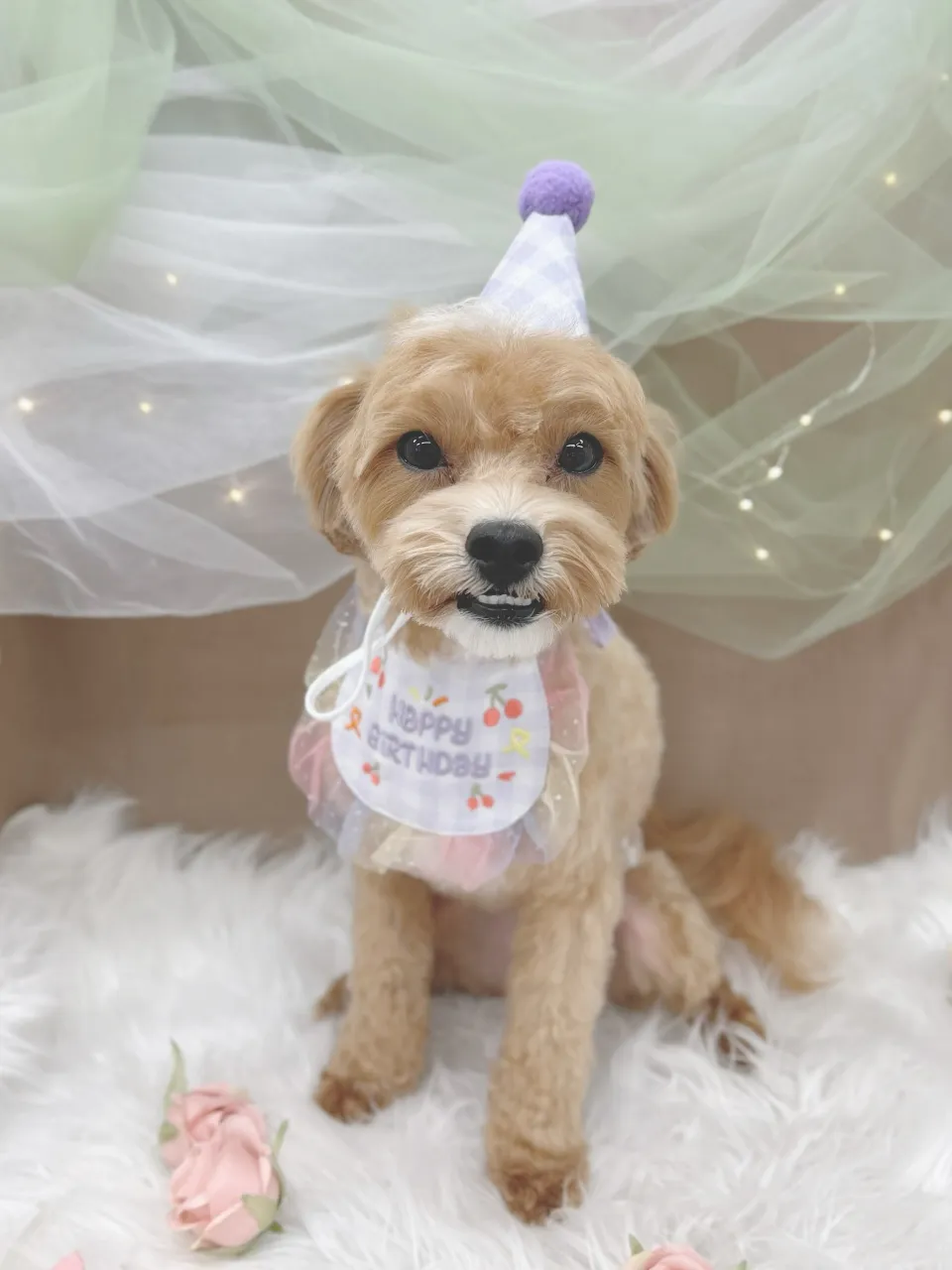 ୨୧ペットサロン୨୧
