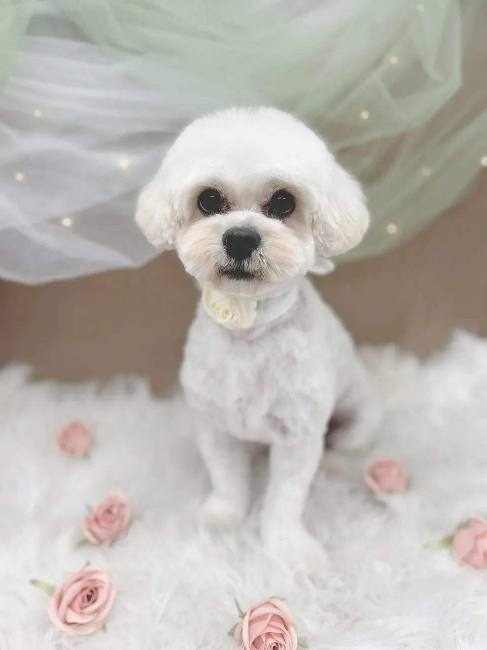 ୨୧ペットサロン୨୧