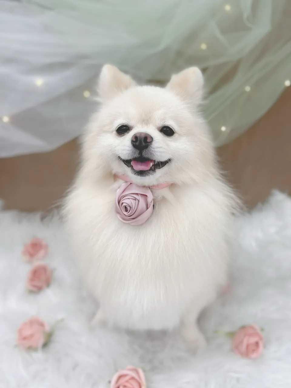୨୧ペットサロン୨୧