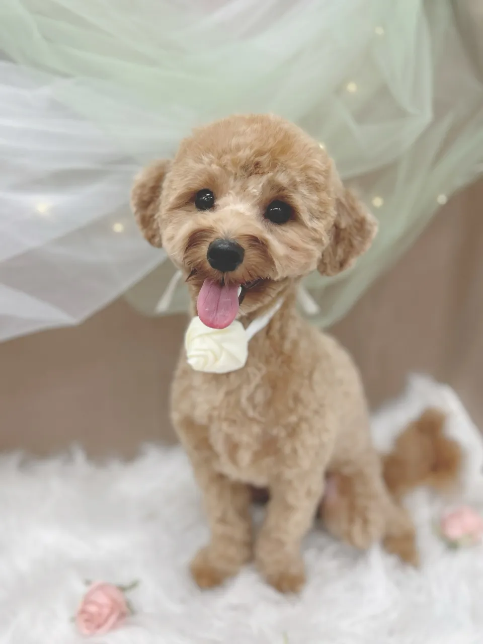 ୨୧ペットサロン୨୧