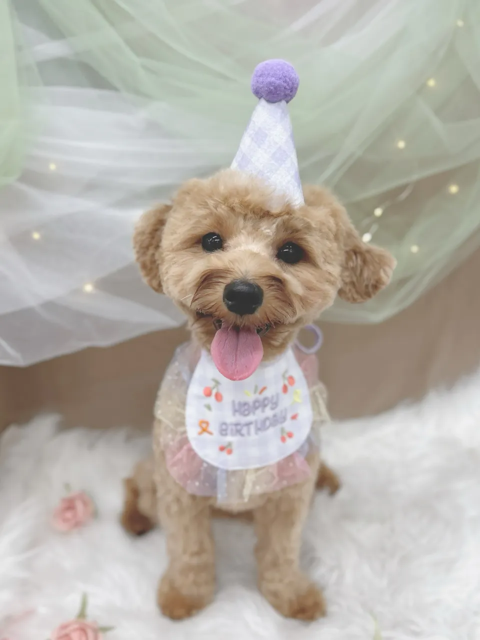୨୧ペットサロン୨୧