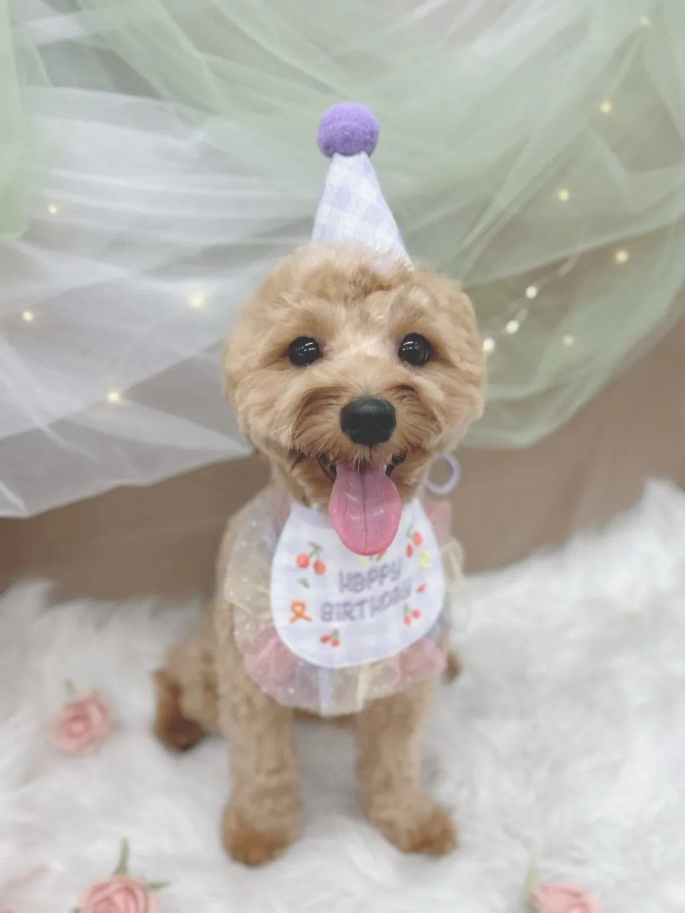 ୨୧ペットサロン୨୧