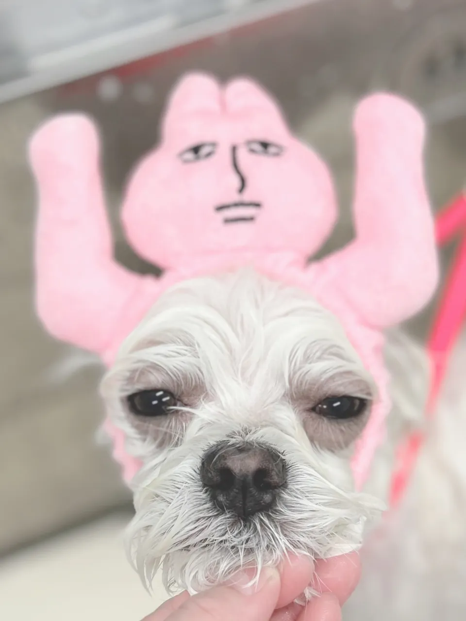 ୨୧ペットサロン୨୧