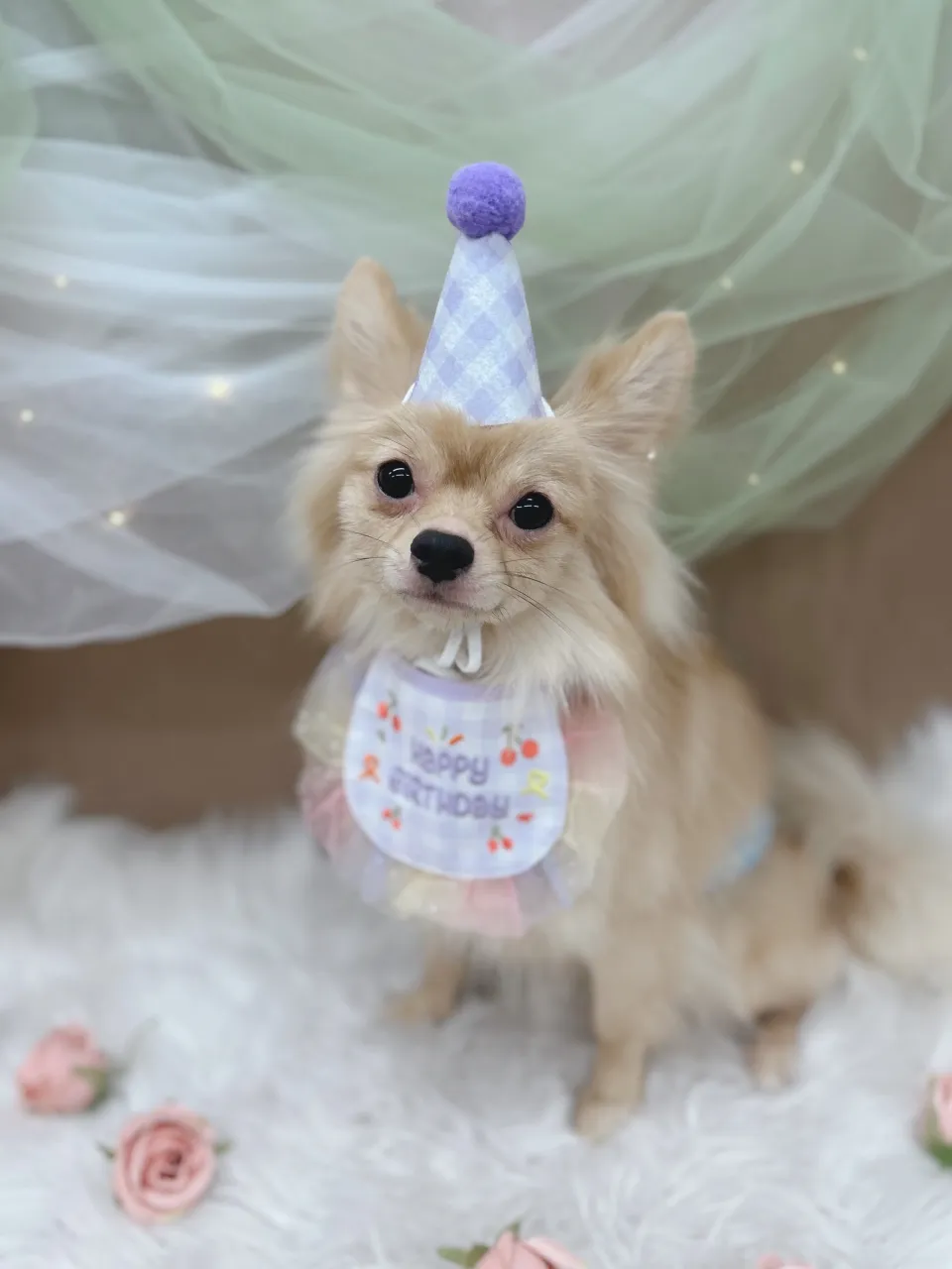 ୨୧ペットサロン୨୧