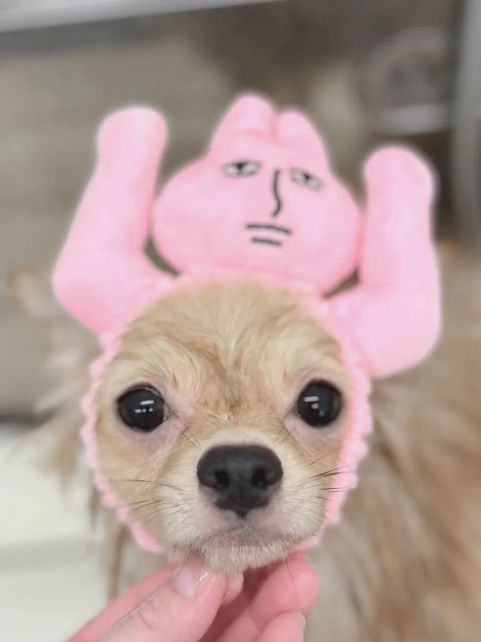 ୨୧ペットサロン୨୧