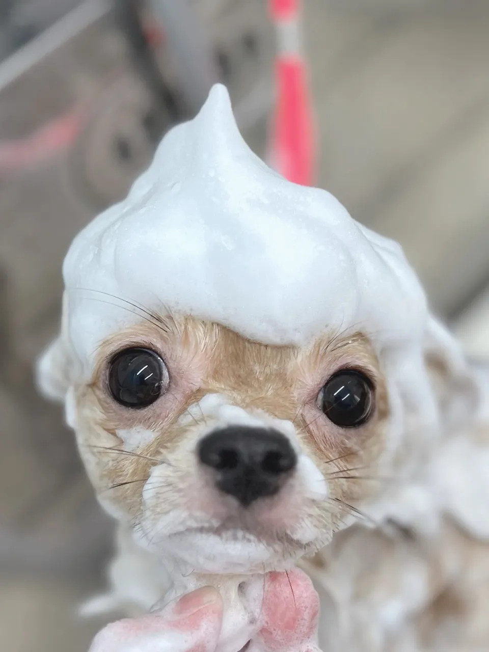 ୨୧ペットサロン୨୧