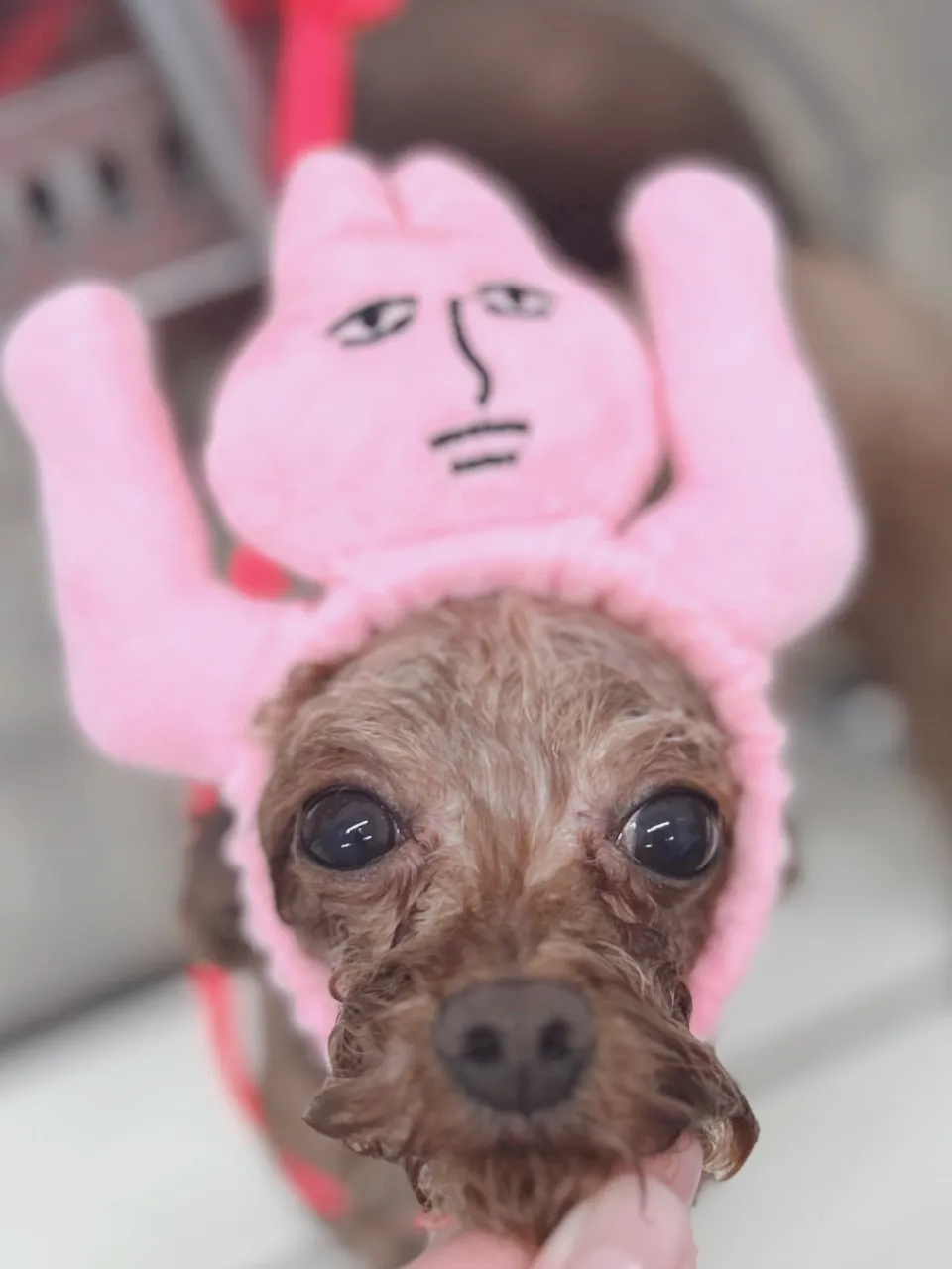 ୨୧ペットサロン୨୧