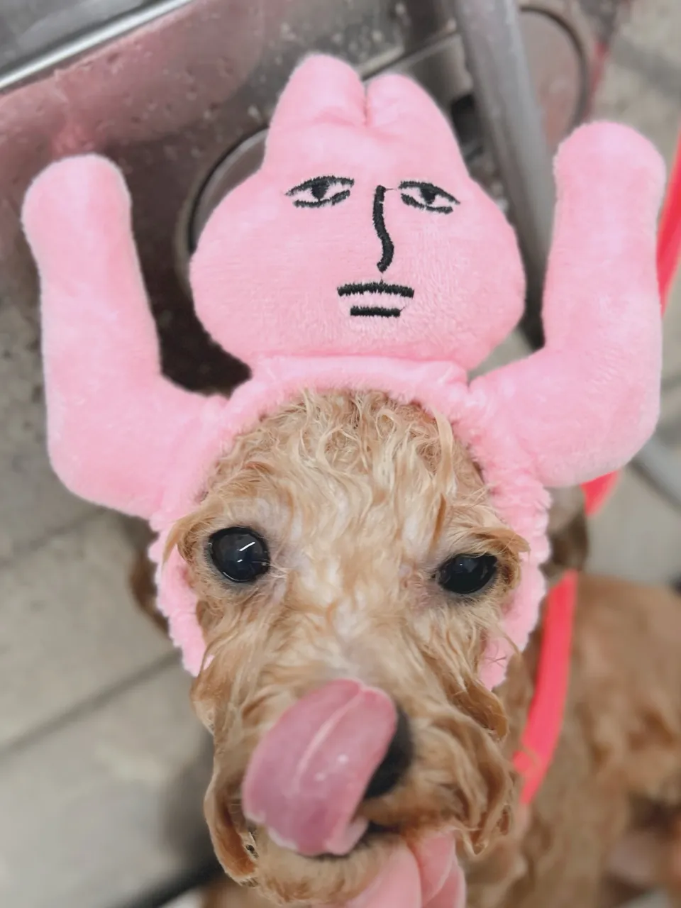 ୨୧ペットサロン୨୧