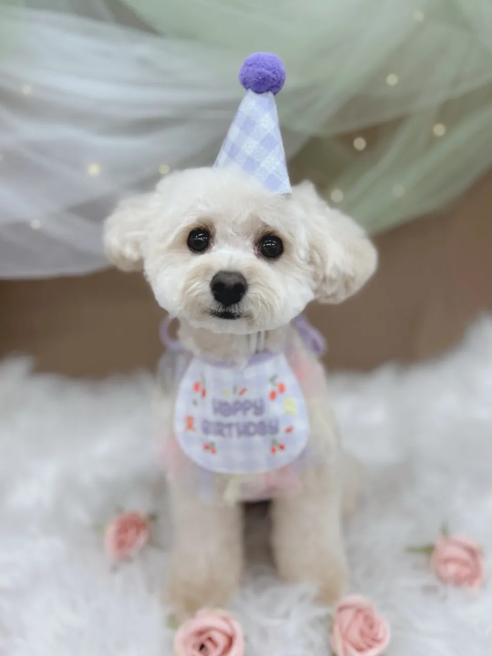 ୨୧ペットサロン୨୧