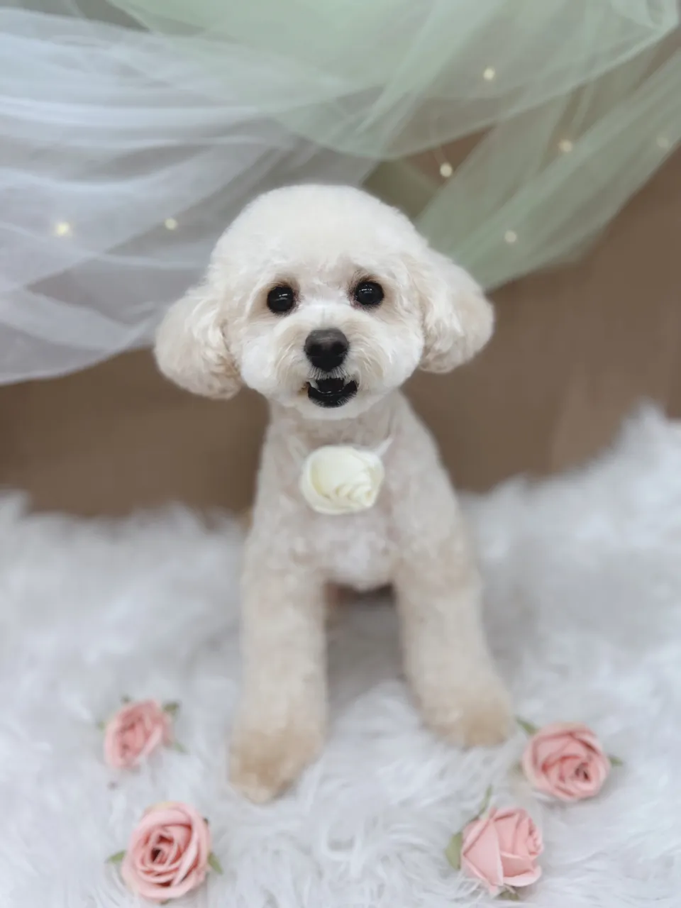 ୨୧ペットサロン୨୧