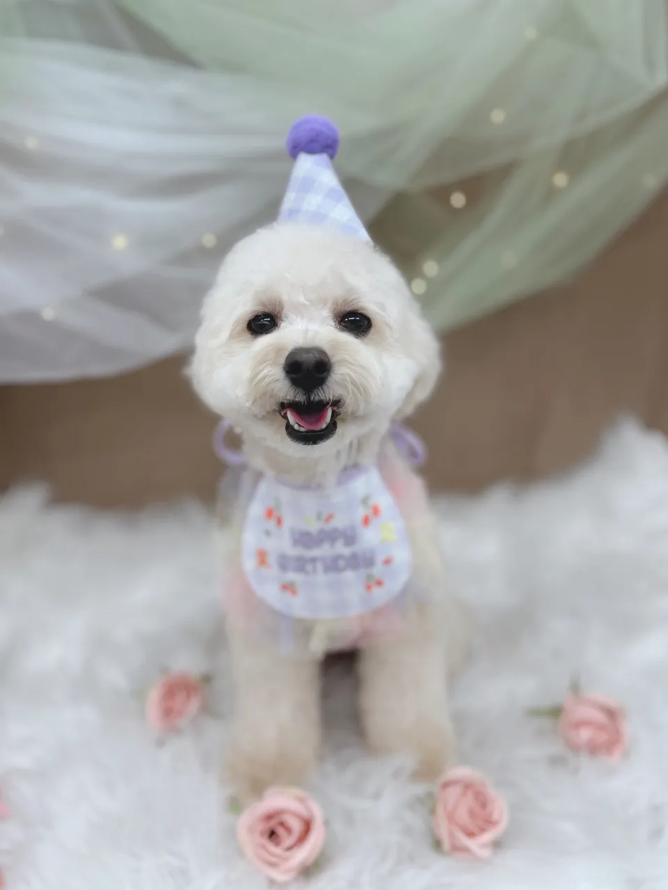 ୨୧ペットサロン୨୧