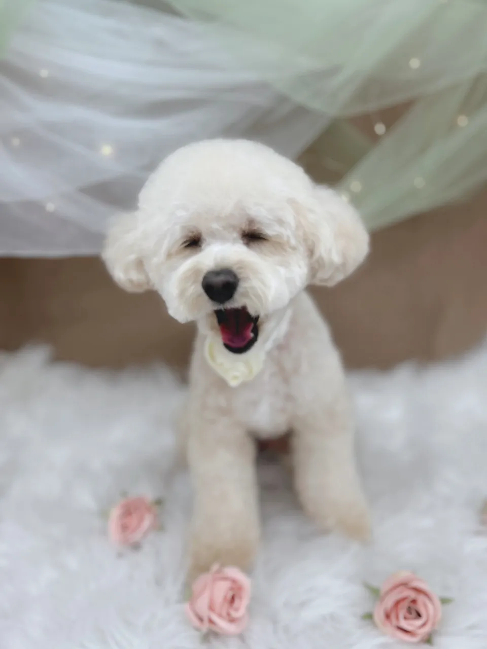 ୨୧ペットサロン୨୧