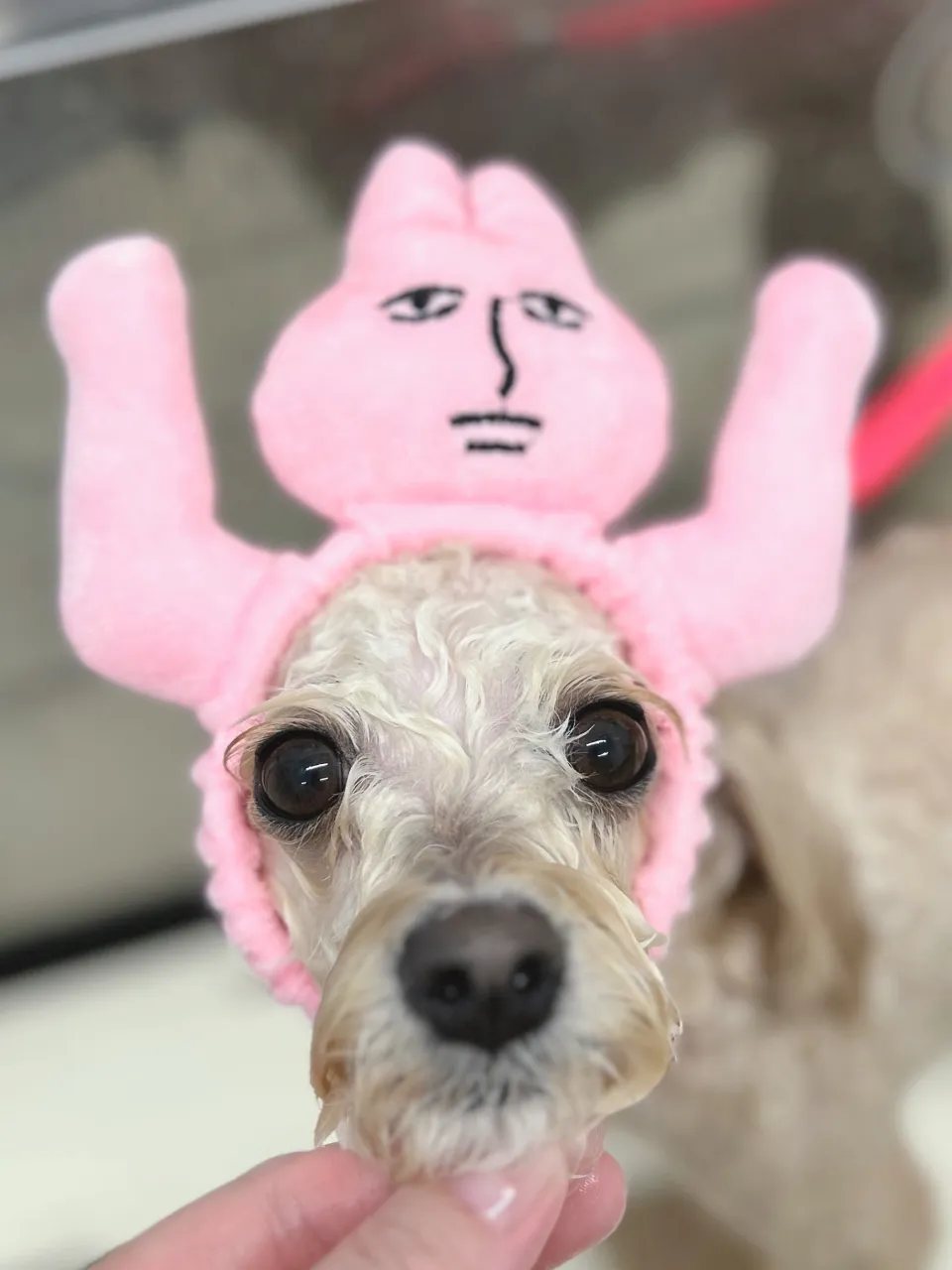 ୨୧ペットサロン୨୧