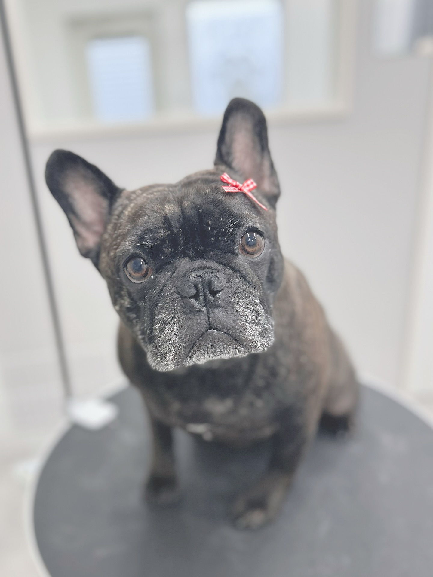 中型犬