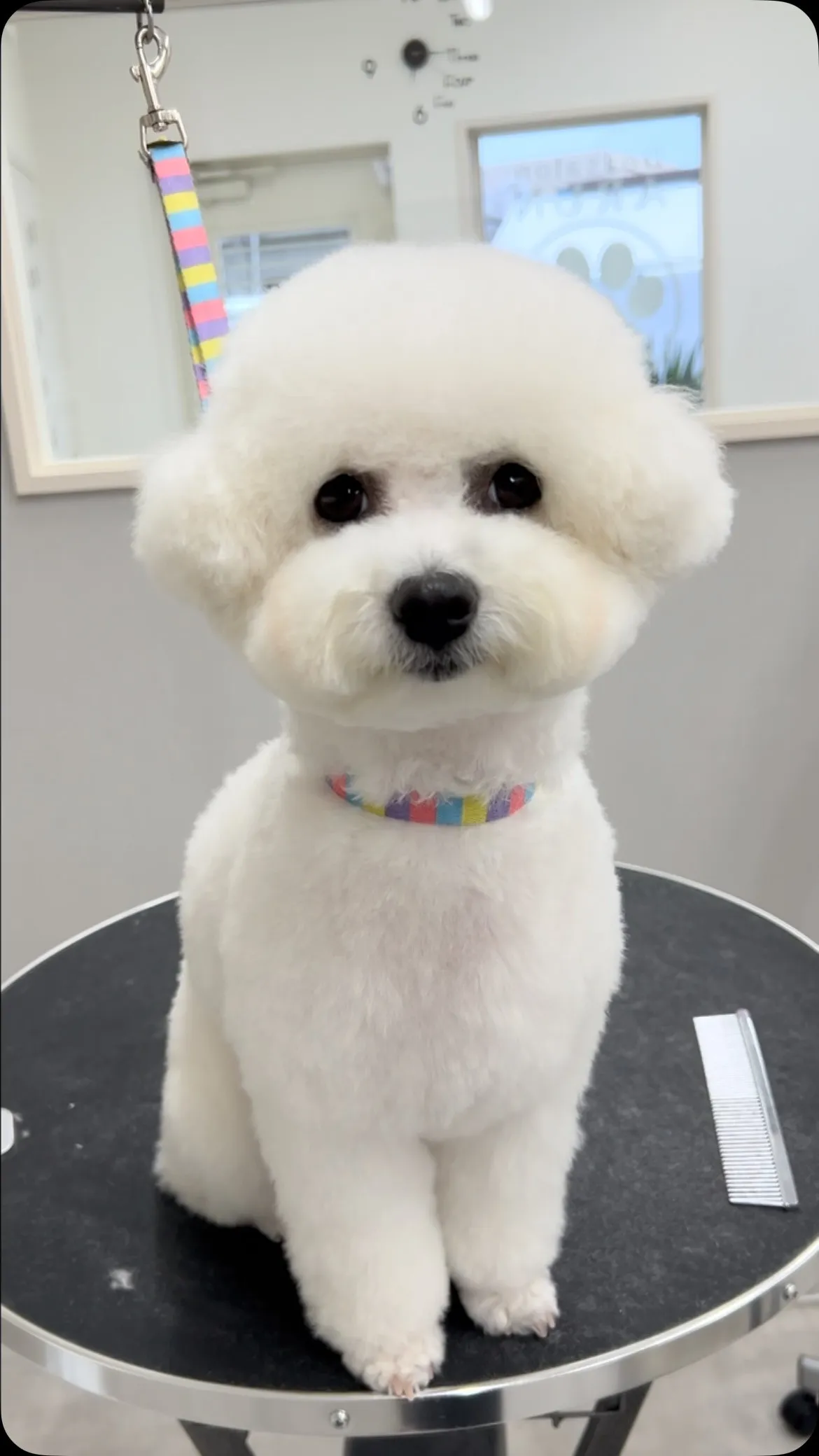 ୨୧ ∴ペットサロン∴ ୨୧ 