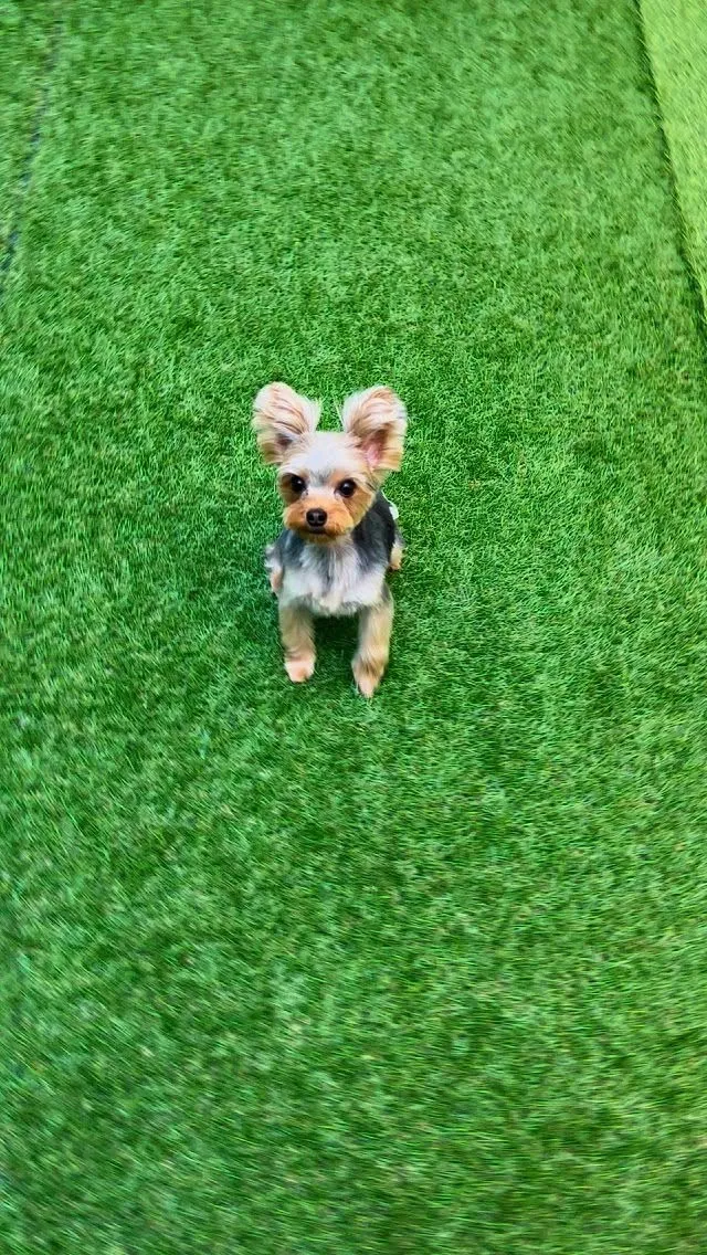 ୨୧ ∴ペットサロン∴ ୨୧ 