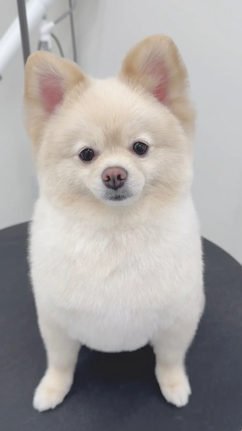 ୨୧ ∴ペットサロン∴ ୨୧ 