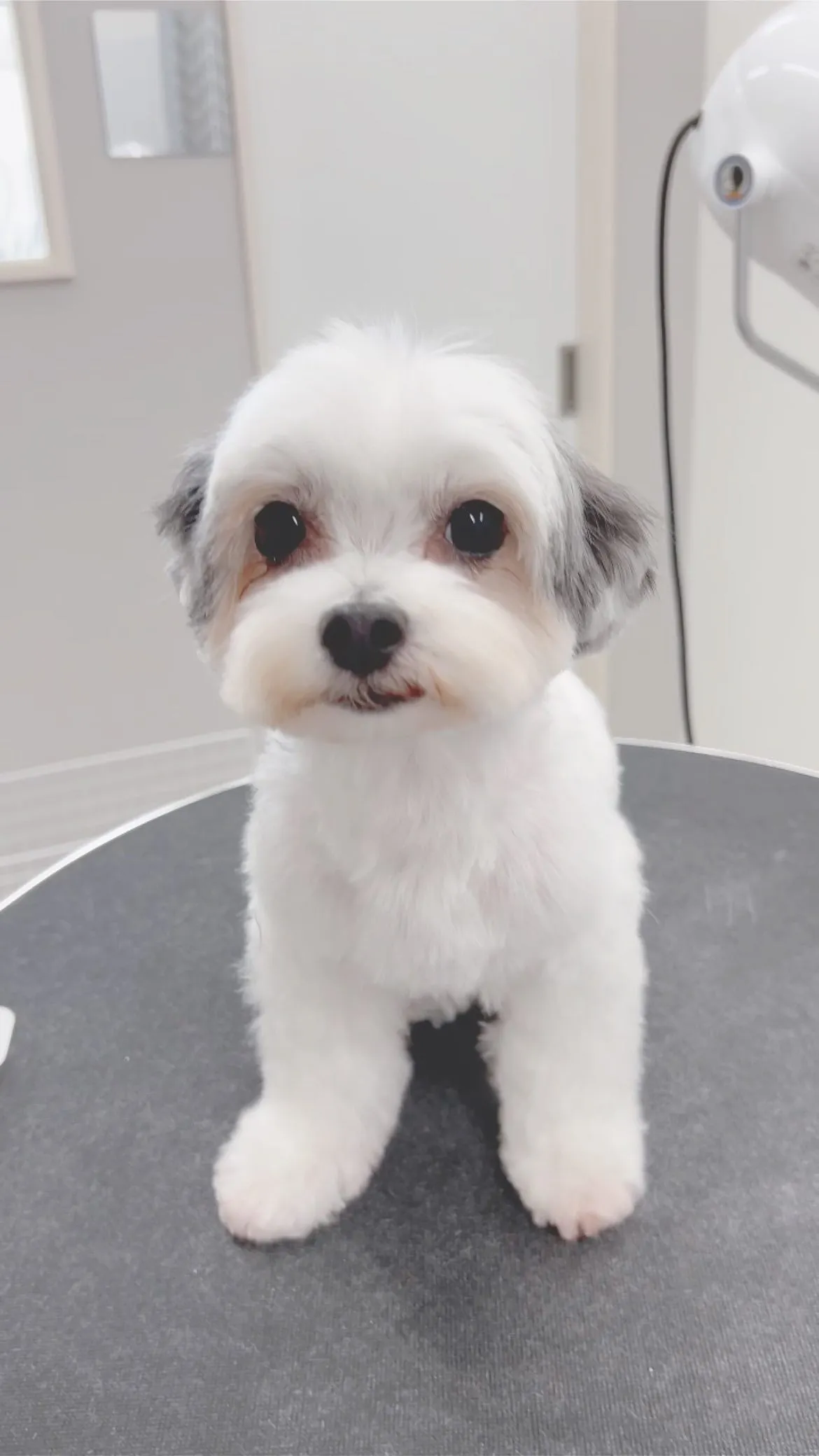 ୨୧ ∴ペットサロン∴ ୨୧ 