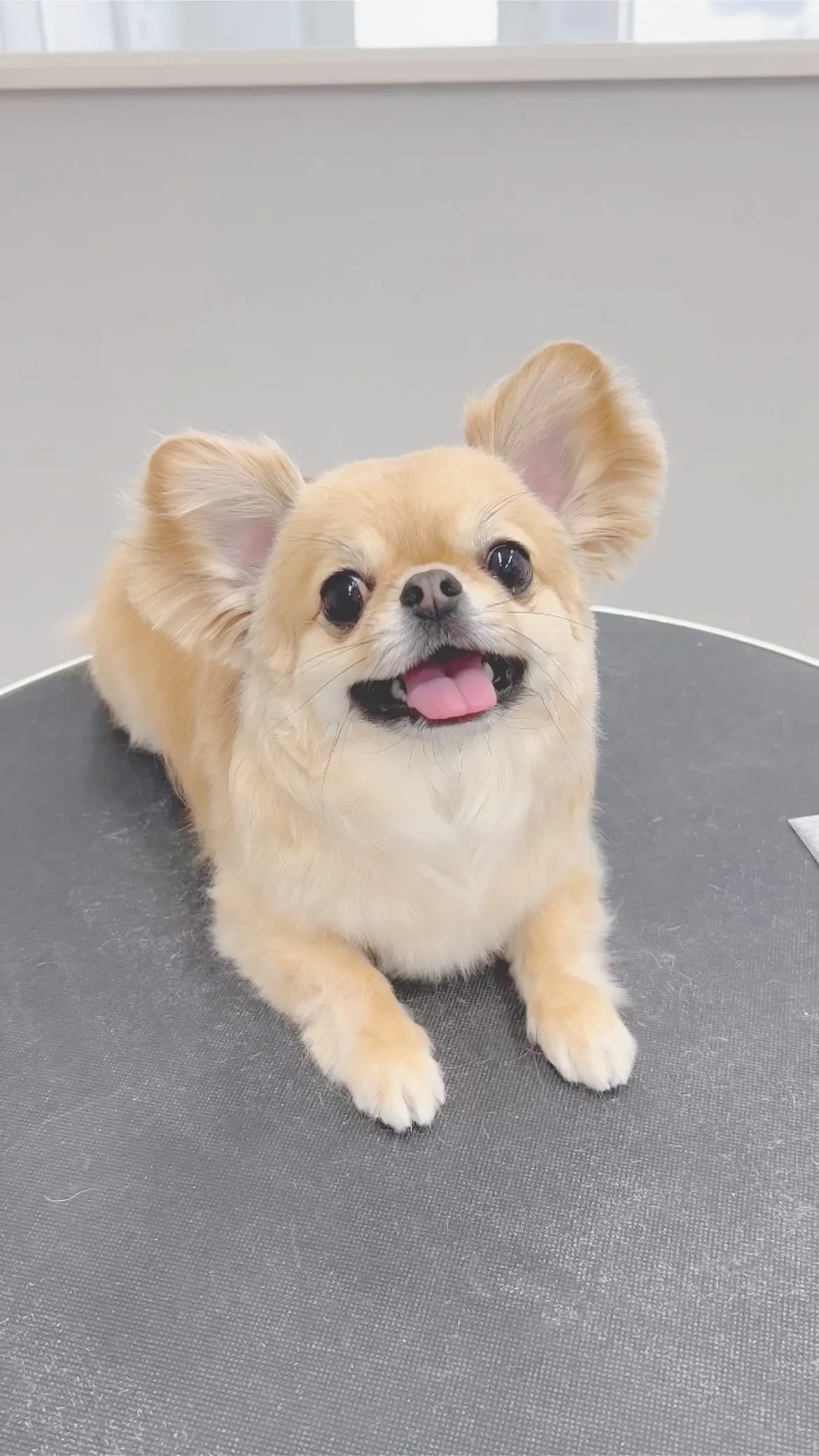 ୨୧ ∴ペットサロン∴ ୨୧ 