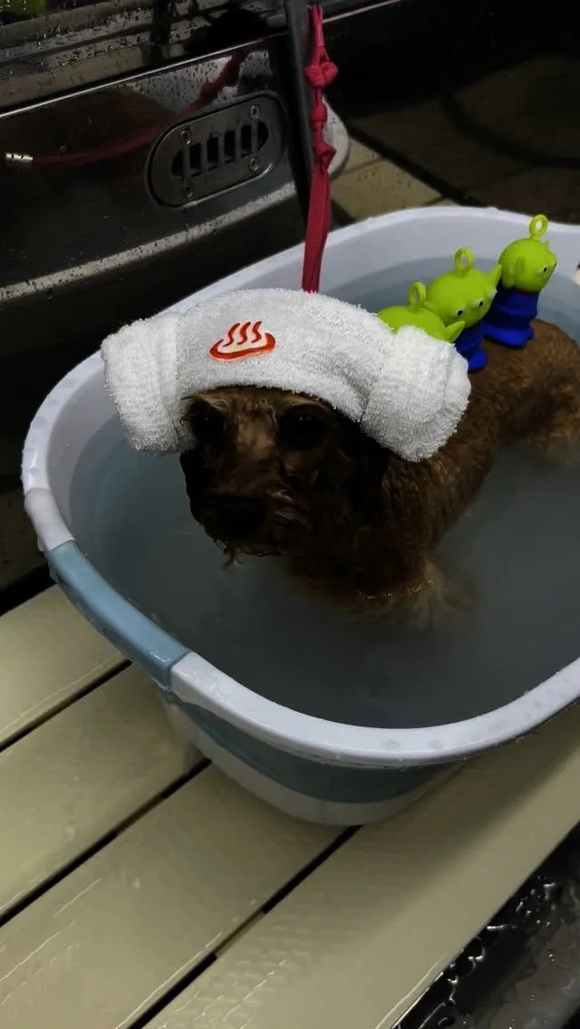 ୨୧ ∴ペットサロン∴ ୨୧ 