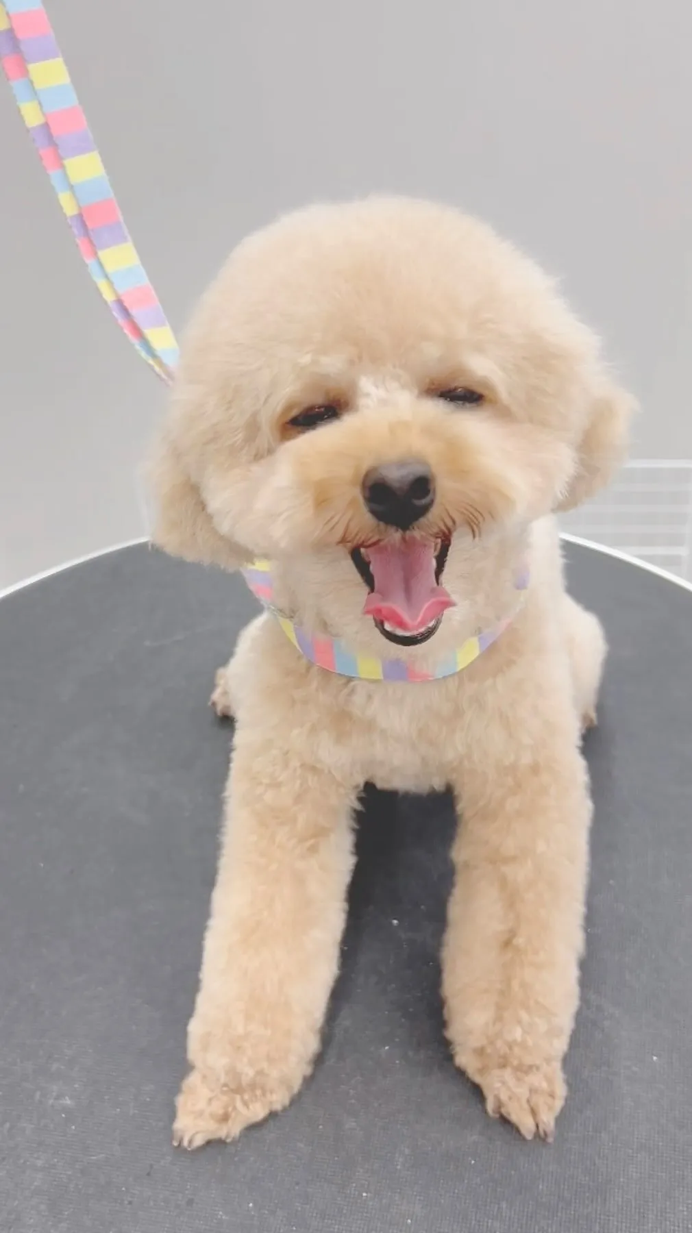 ୨୧ ∴ペットサロン∴ ୨୧ 