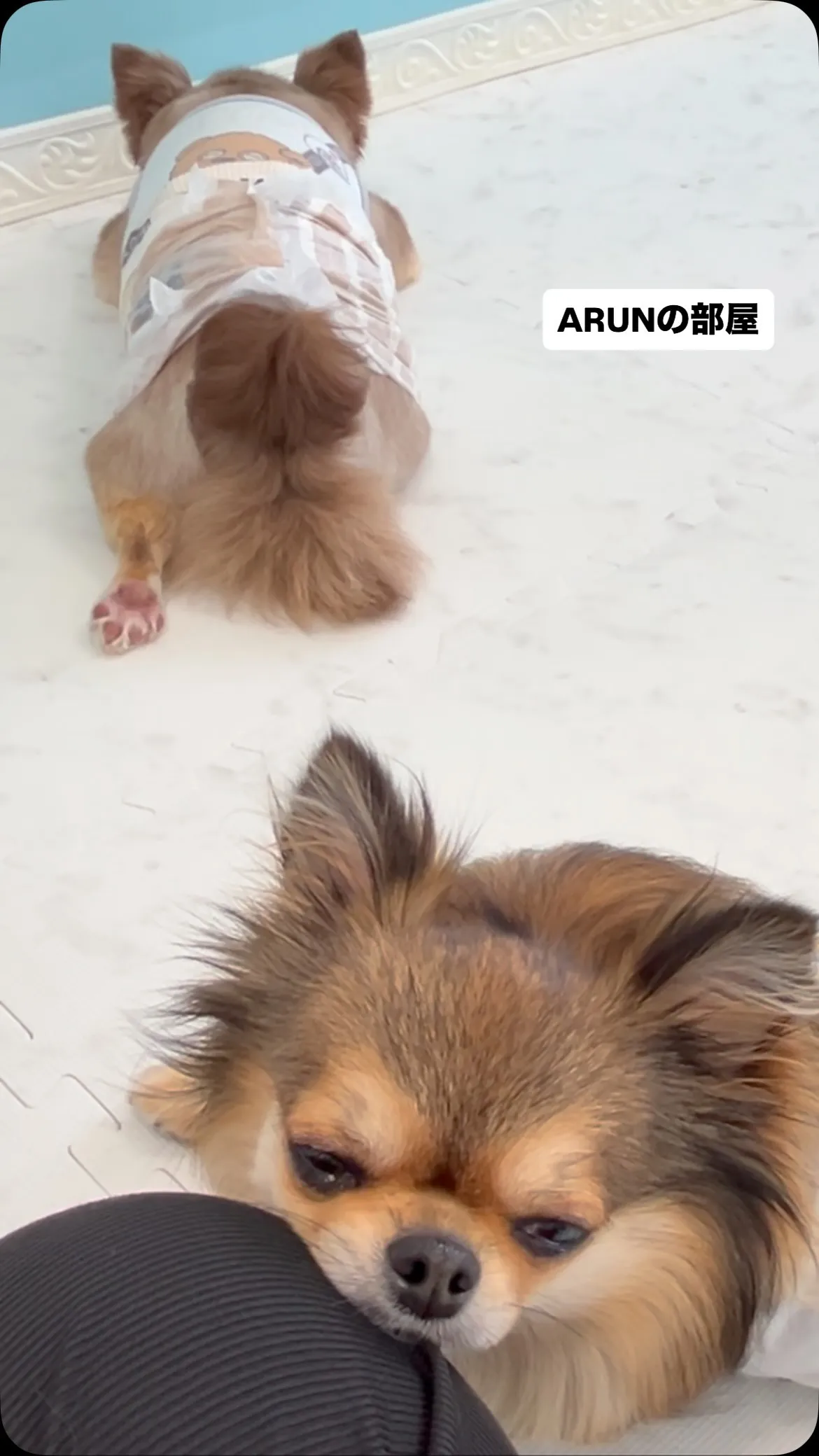 ୨୧ ∴ARUNの部屋∴ ୨୧