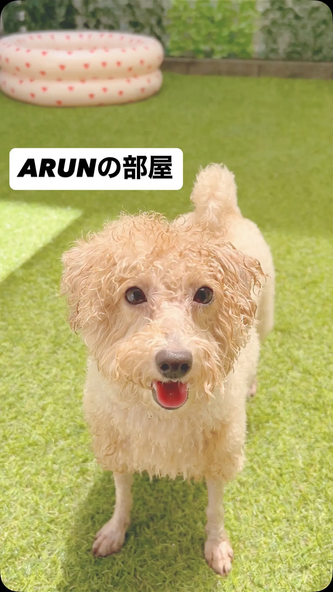 ୨୧ ∴ARUNの部屋∴ ୨୧